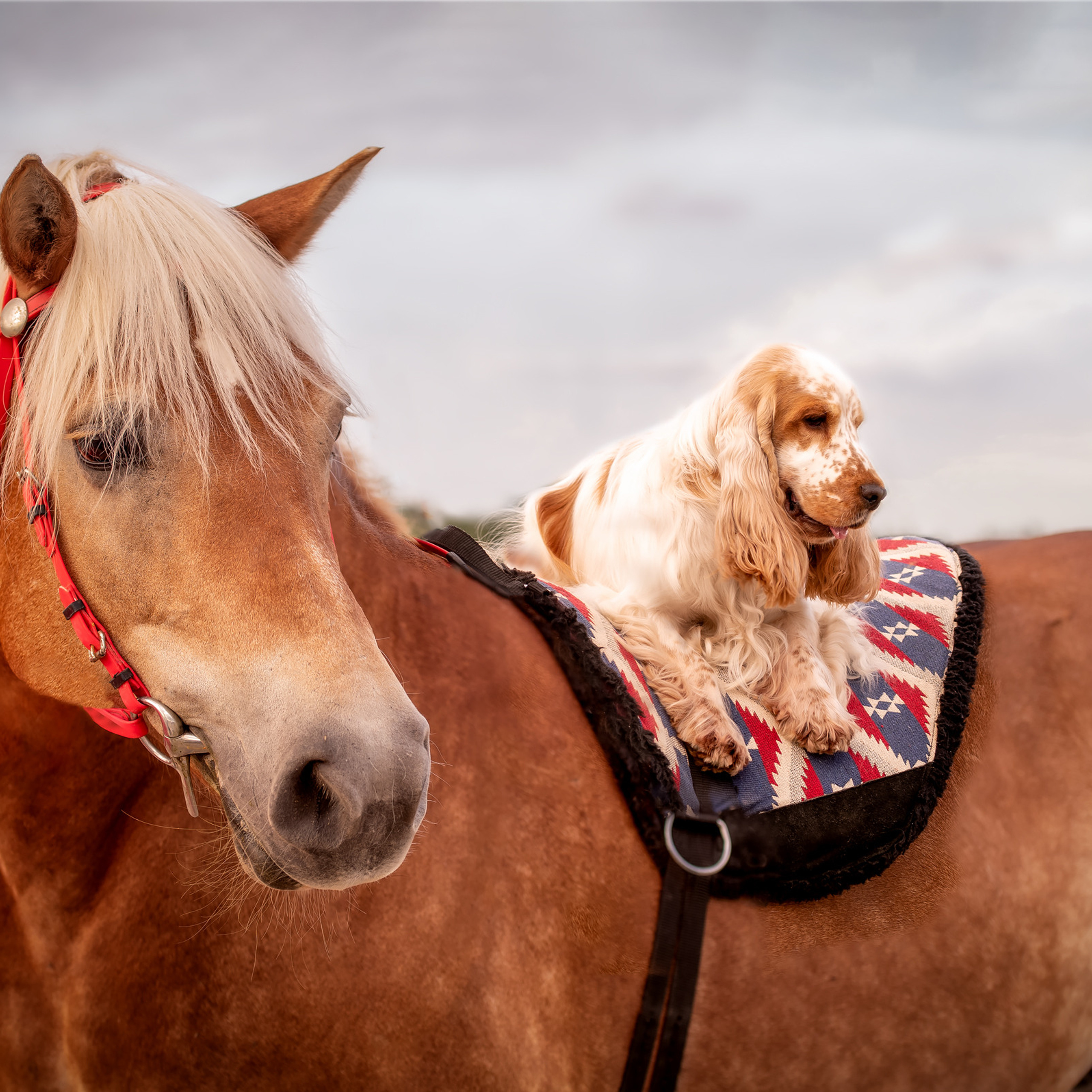 Чеддер и Лолла