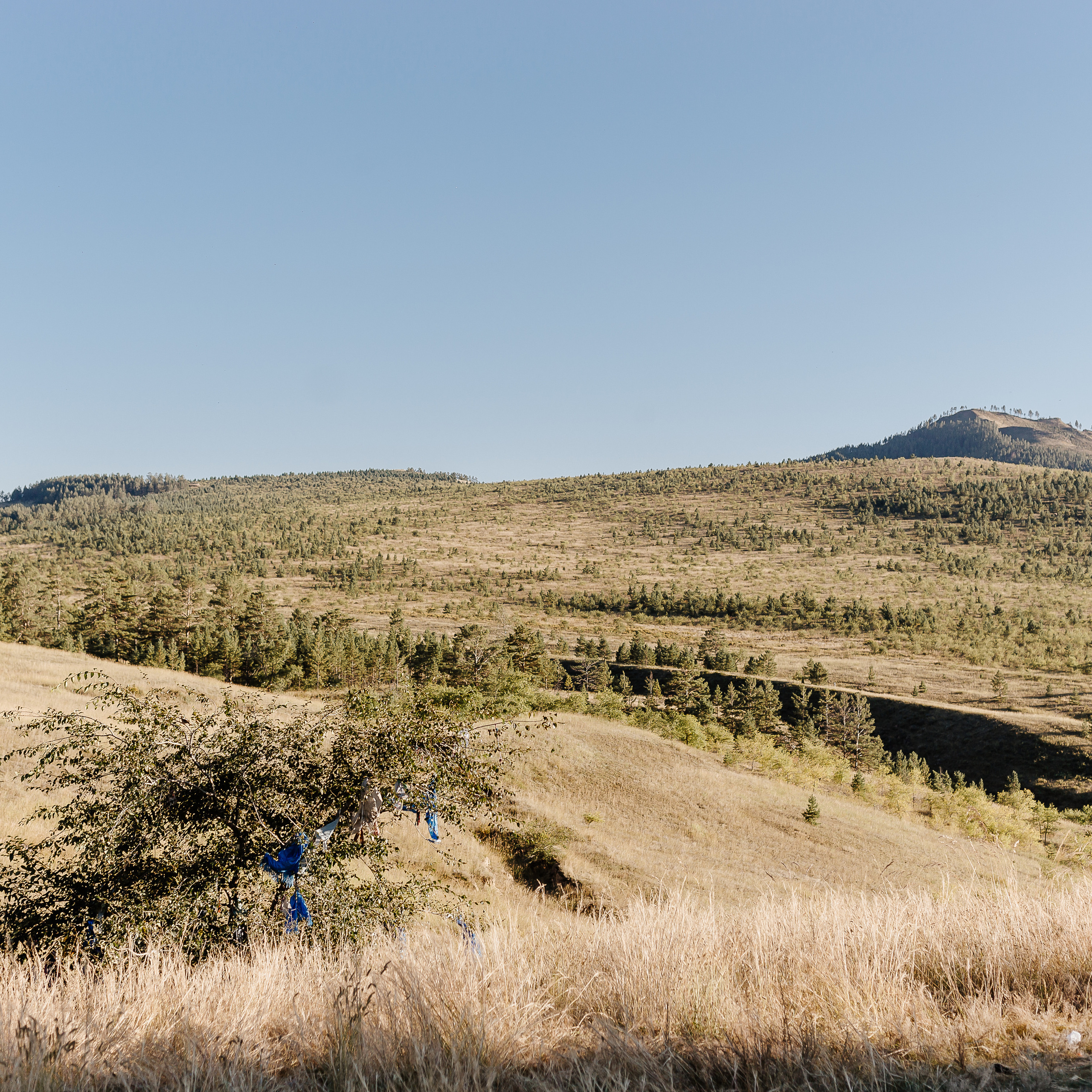 Любовь. Предложение руки и сердца Содном и Милена