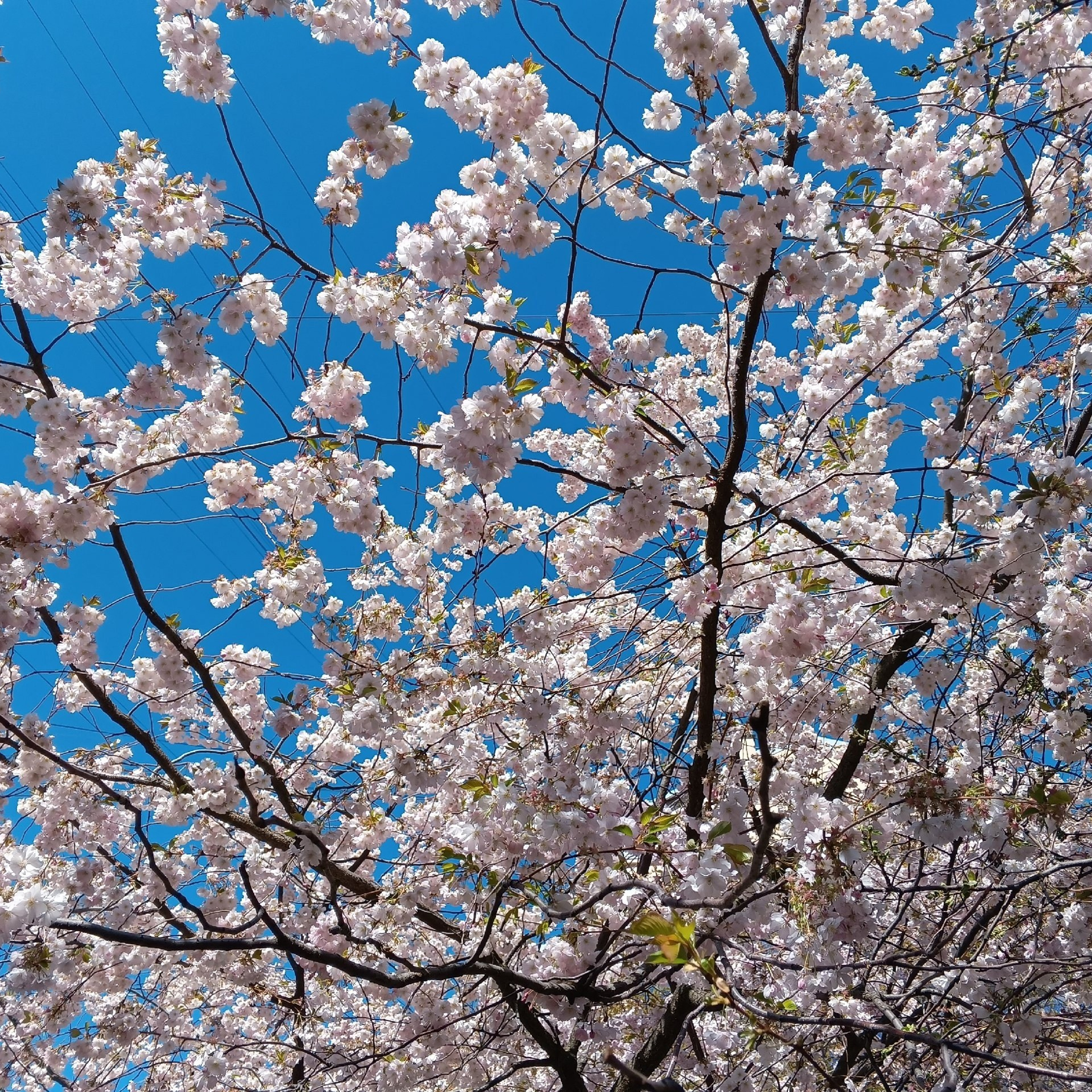 Японский Петербург