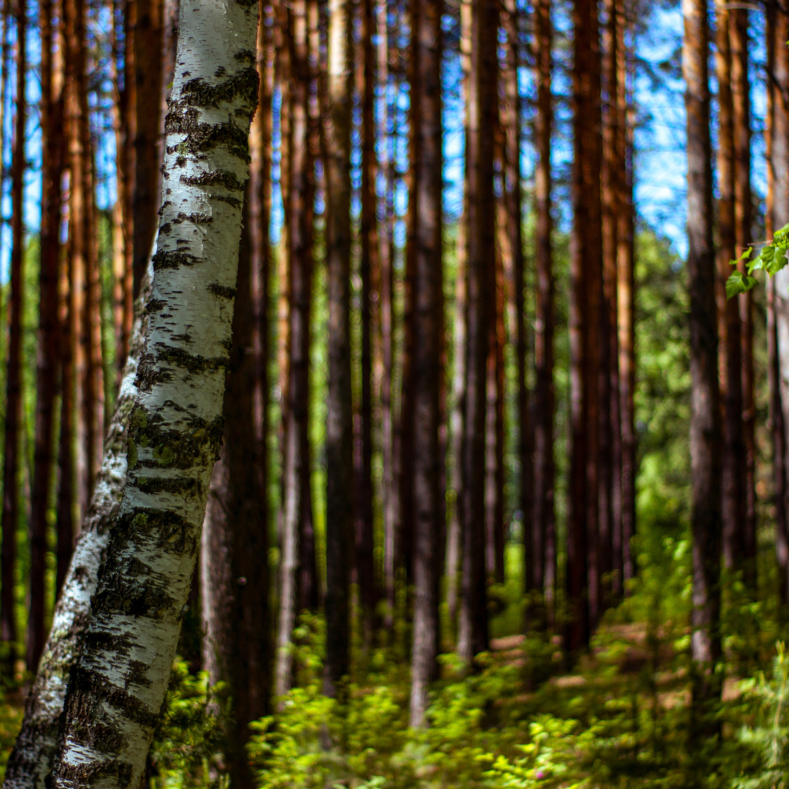 12.06.2024 | Красноярск