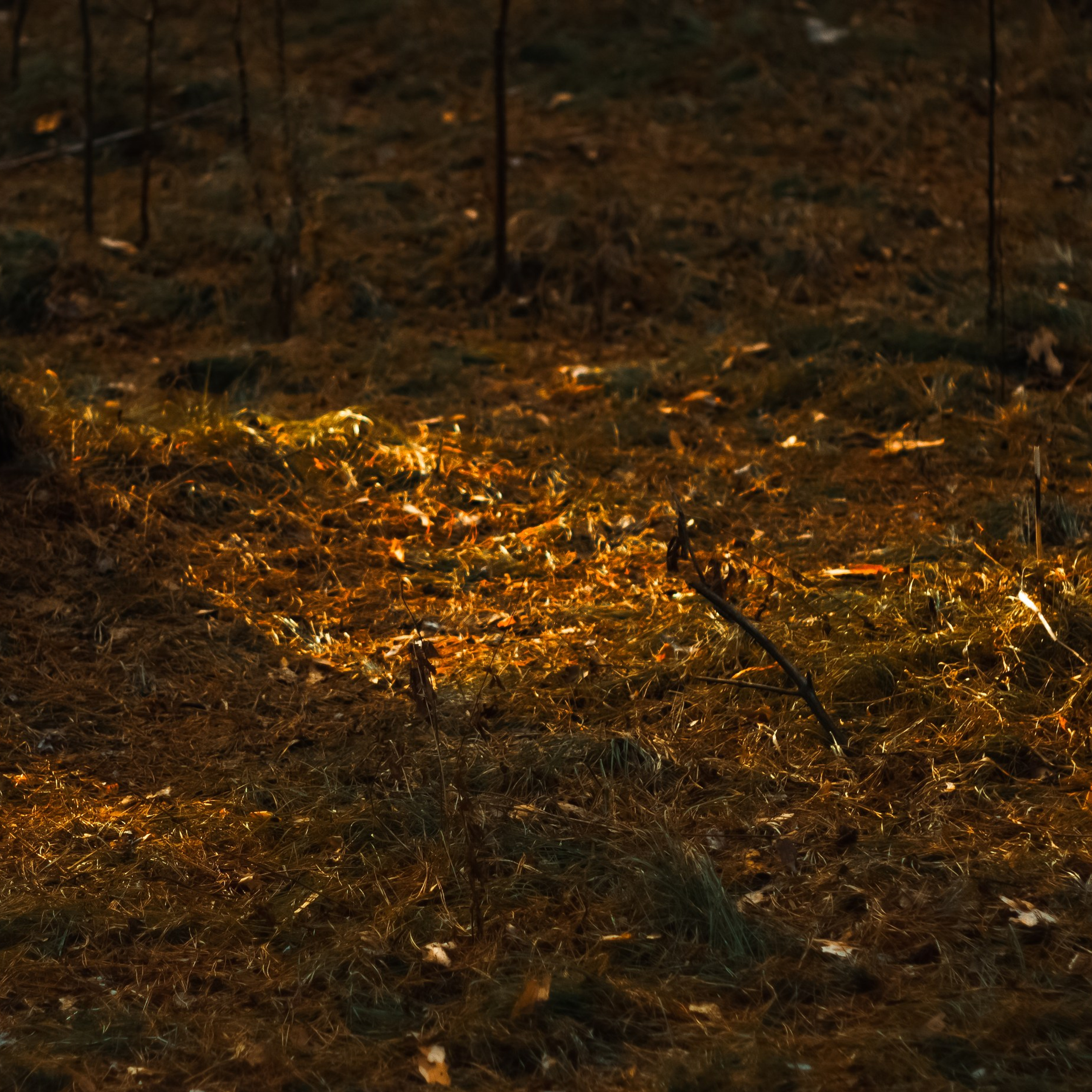 21.03.2025 | Сосновоборск