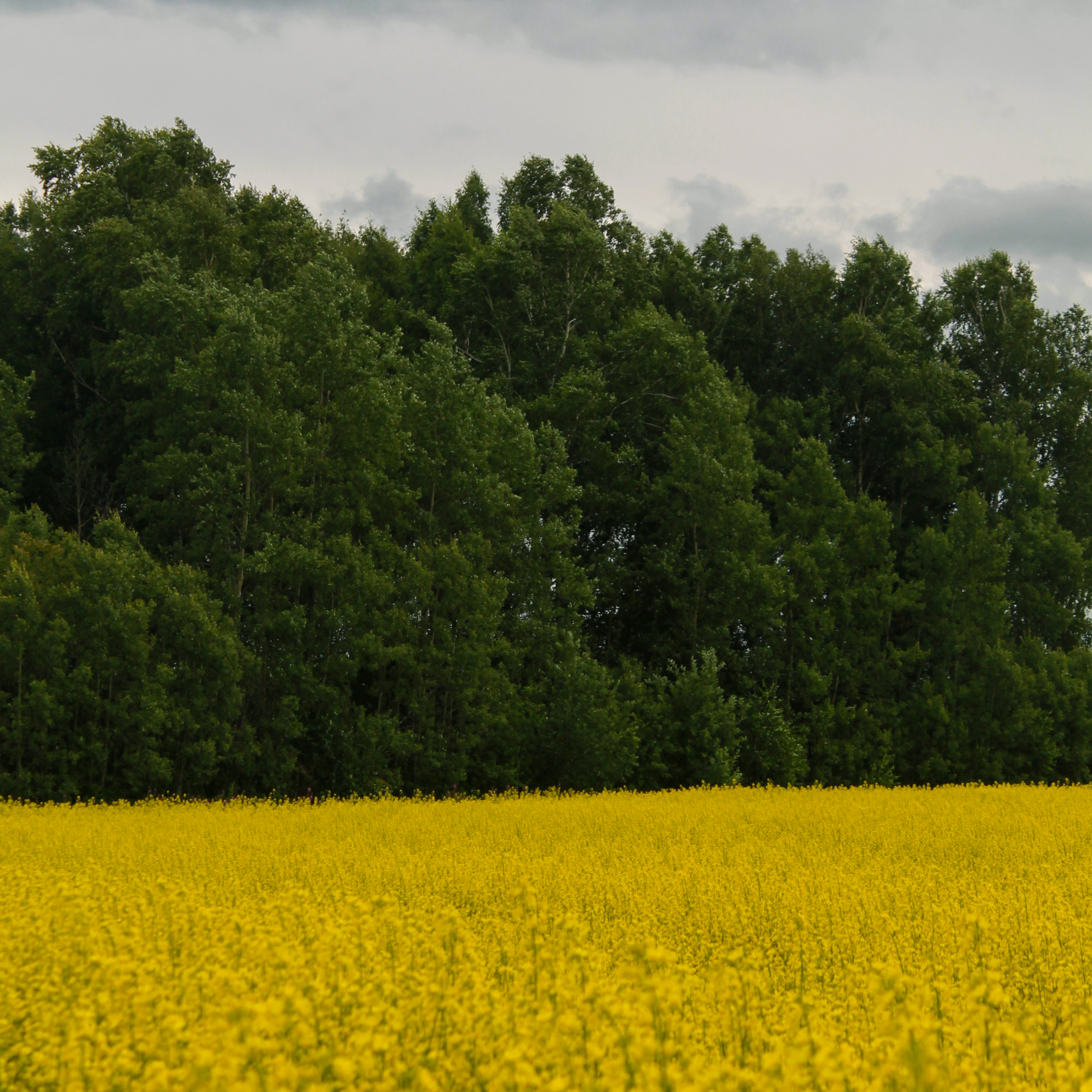 18.07.2022 | Красноярский край
