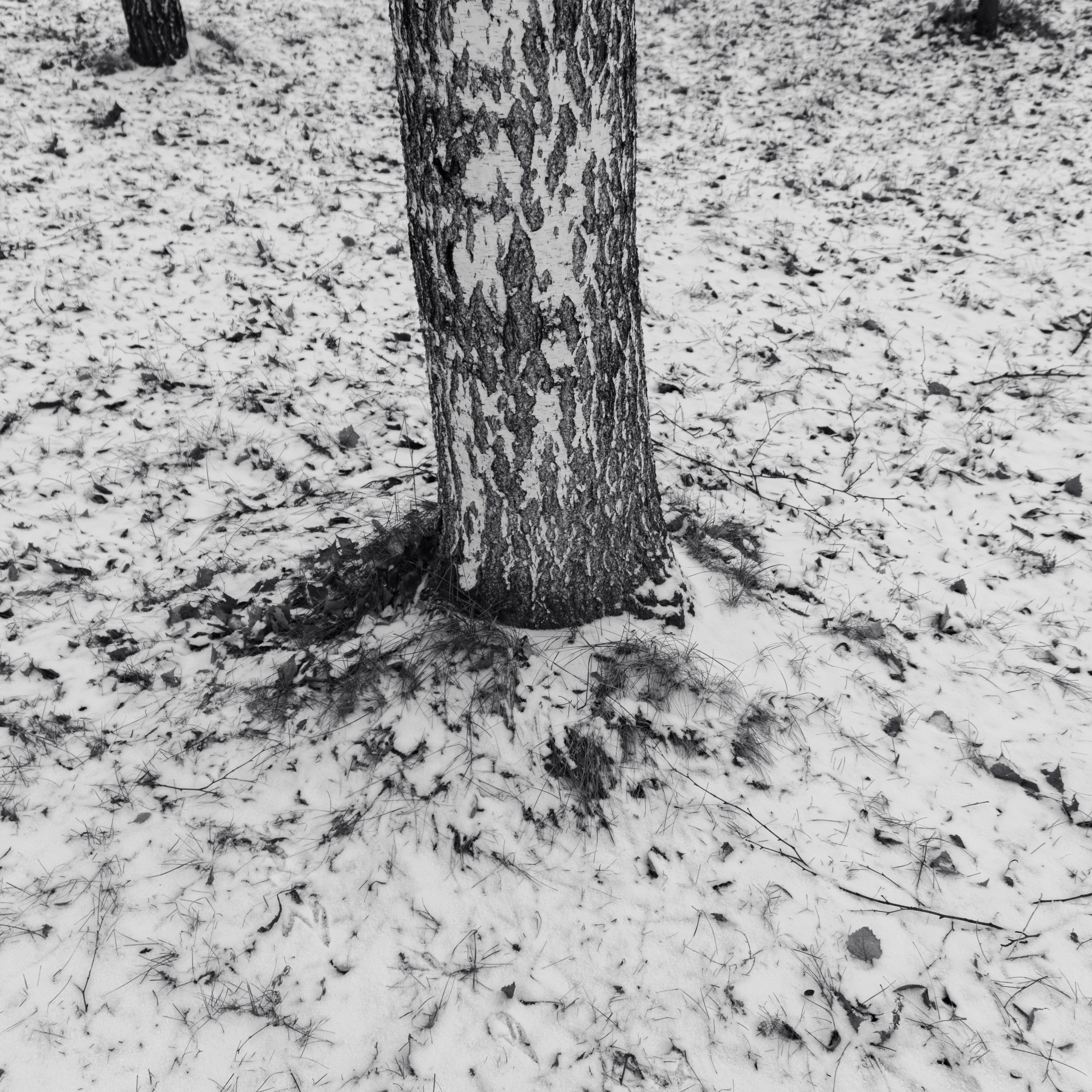 14.11.2025 | Сосновоборск