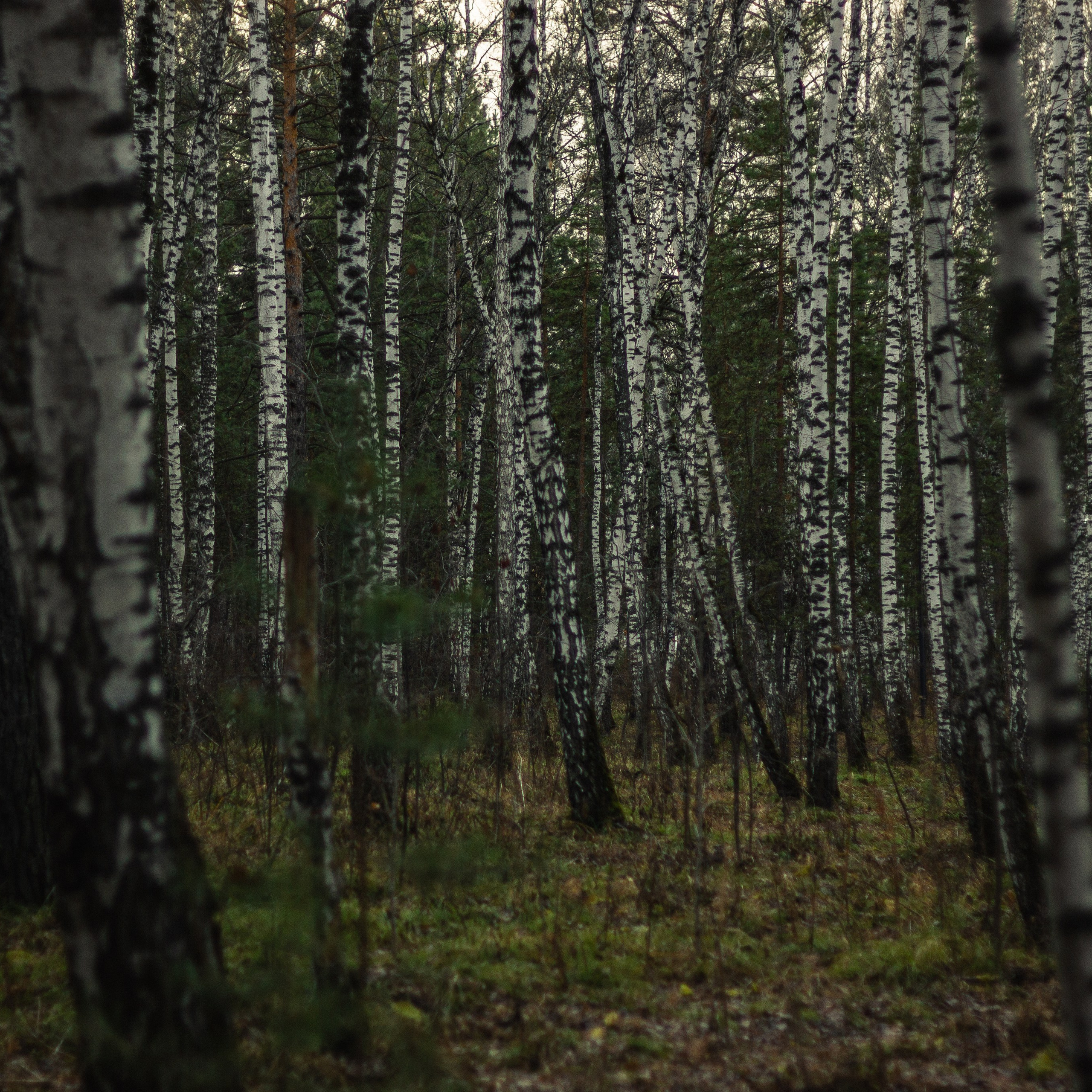 04.11.2024 | Сосновоборск