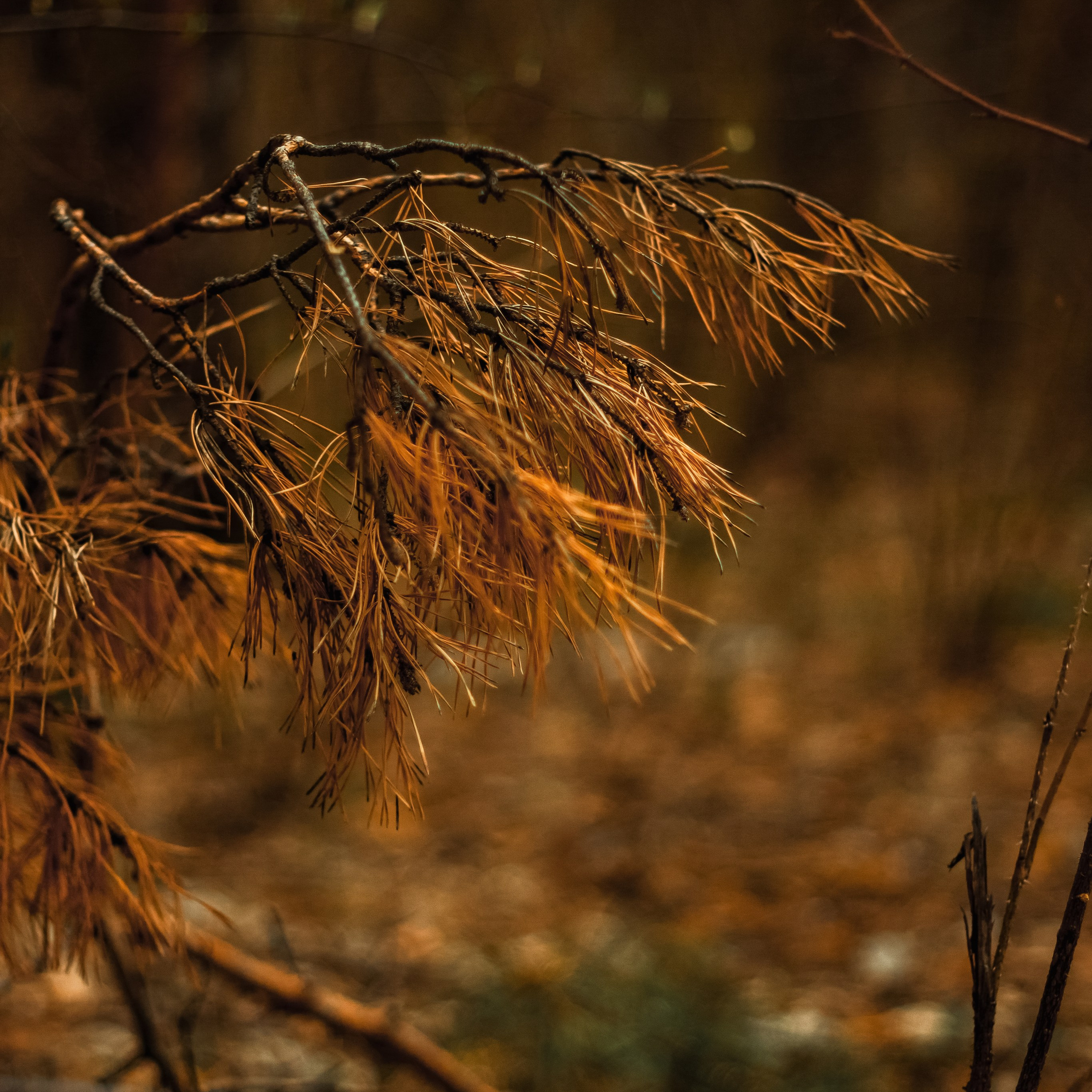 27.04.2025 | Сосновоборск