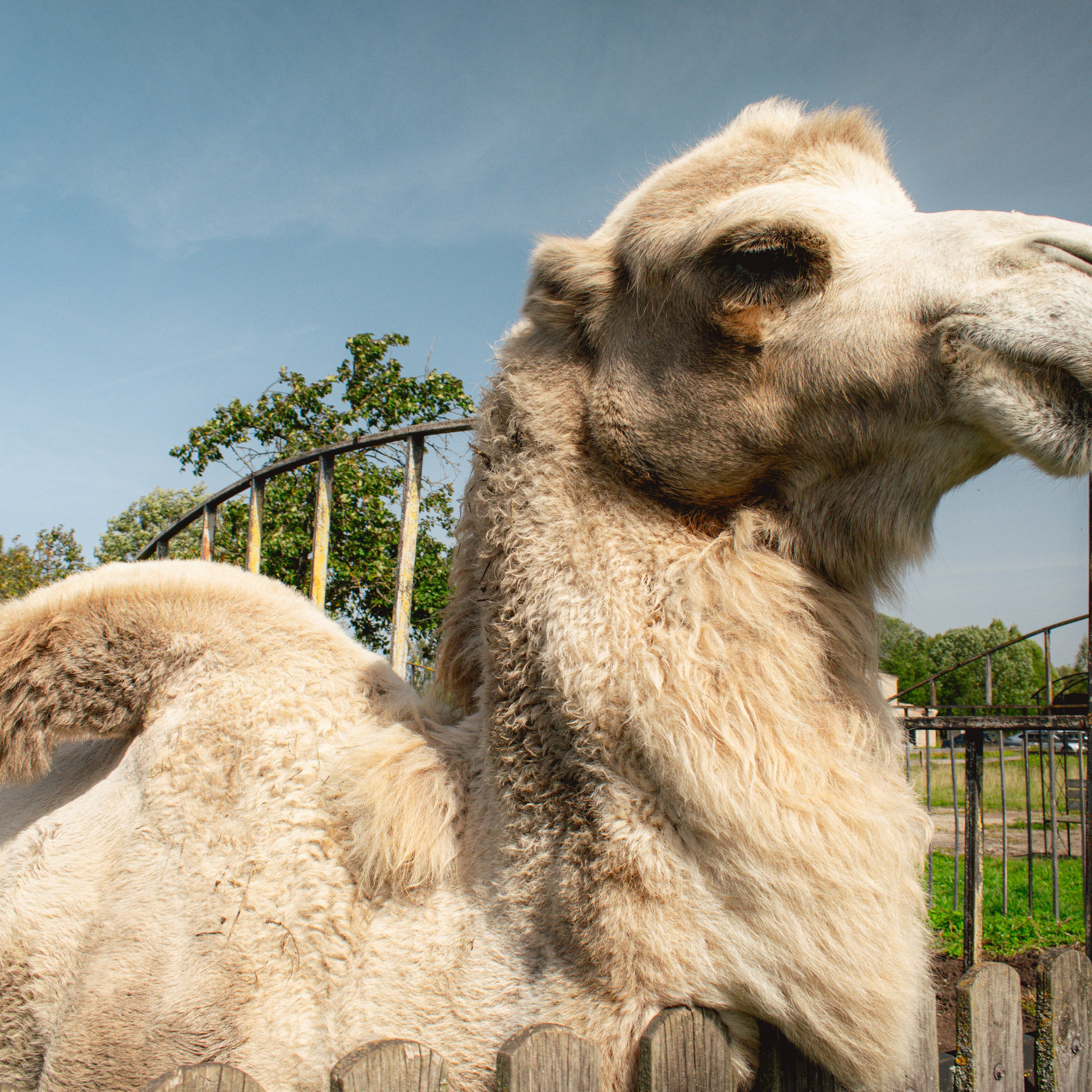 Ферма «Еникеево». Репортажный фотограф Даниил Чеснов | Тверь