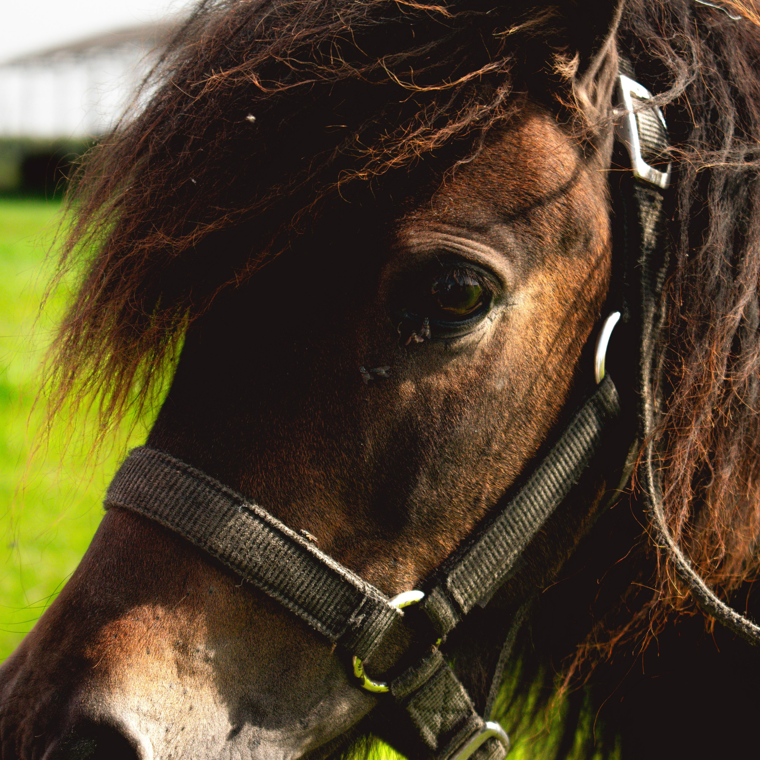 Ферма «Еникеево». Репортажный фотограф Даниил Чеснов | Тверь