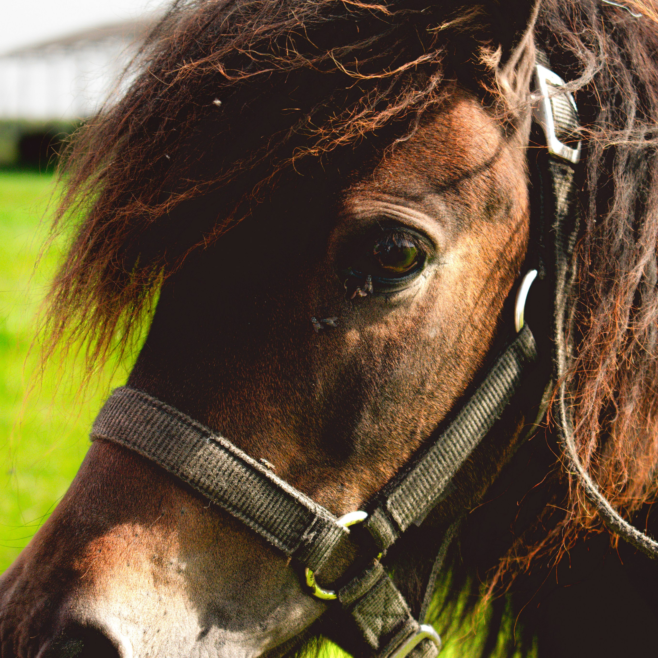 Экскурсия | ферма «Еникеево». Репортажный фотограф Даниил Чеснов | Тверь