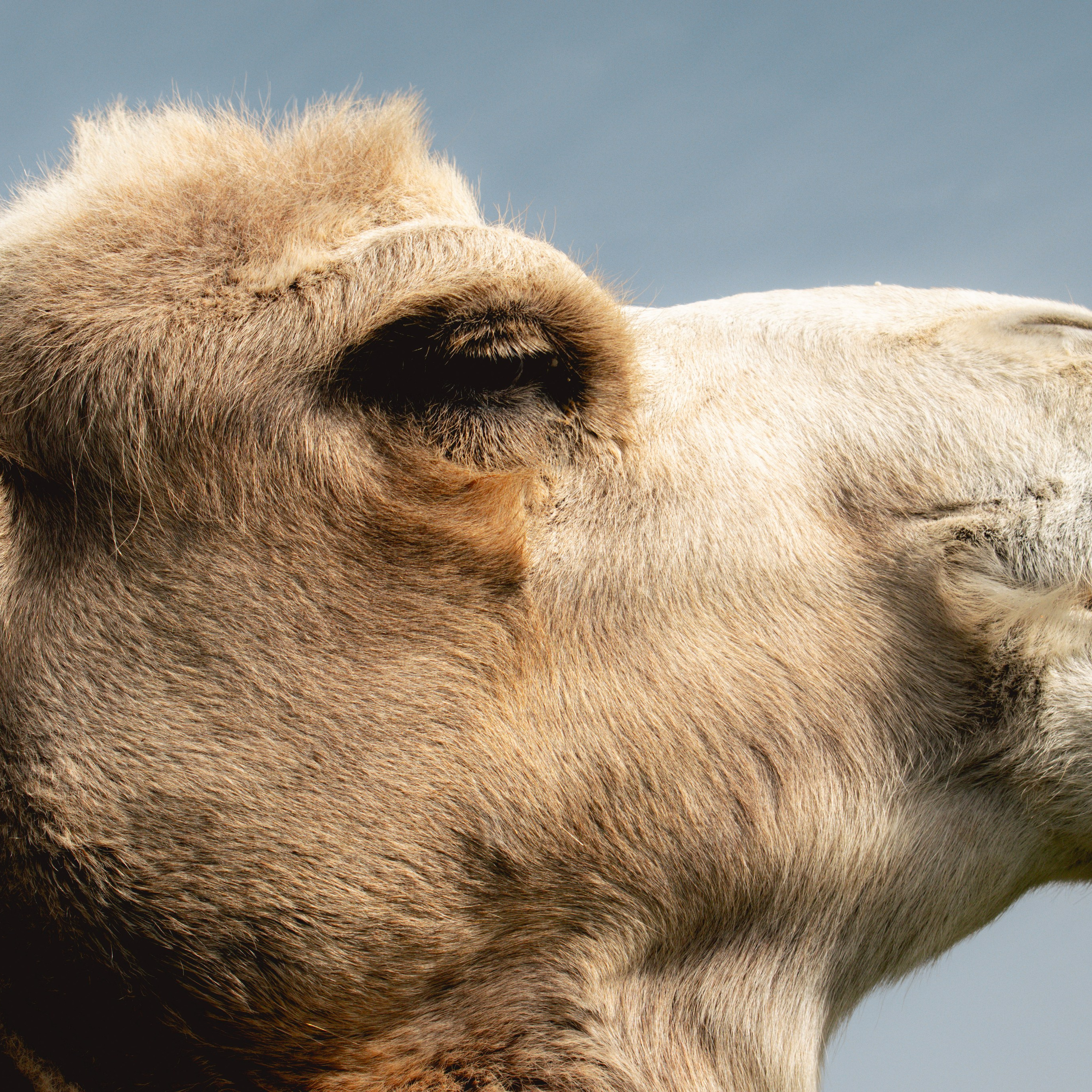 Ферма «Еникеево». Репортажный фотограф Даниил Чеснов | Тверь