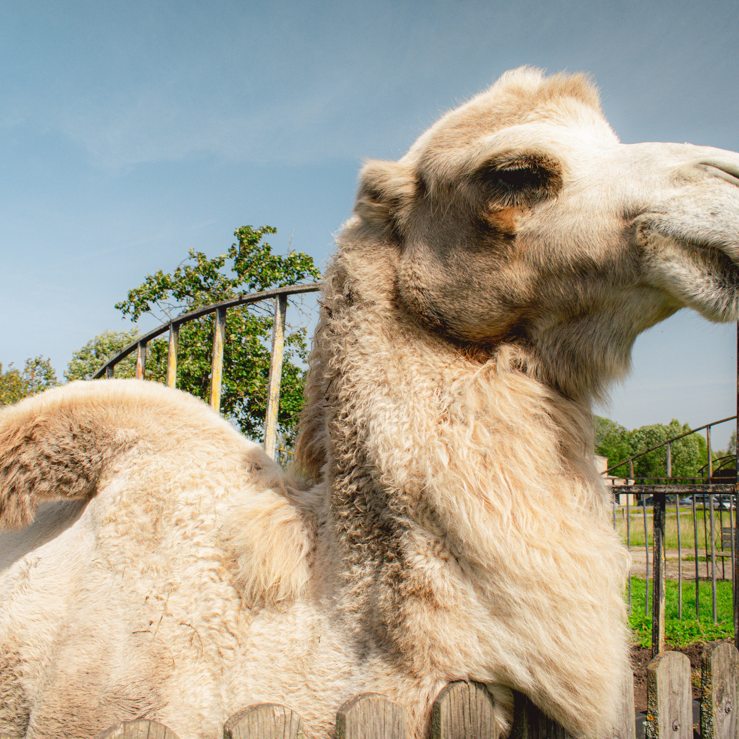 Экскурсия | ферма «Еникеево». Репортажный фотограф Даниил Чеснов | Тверь