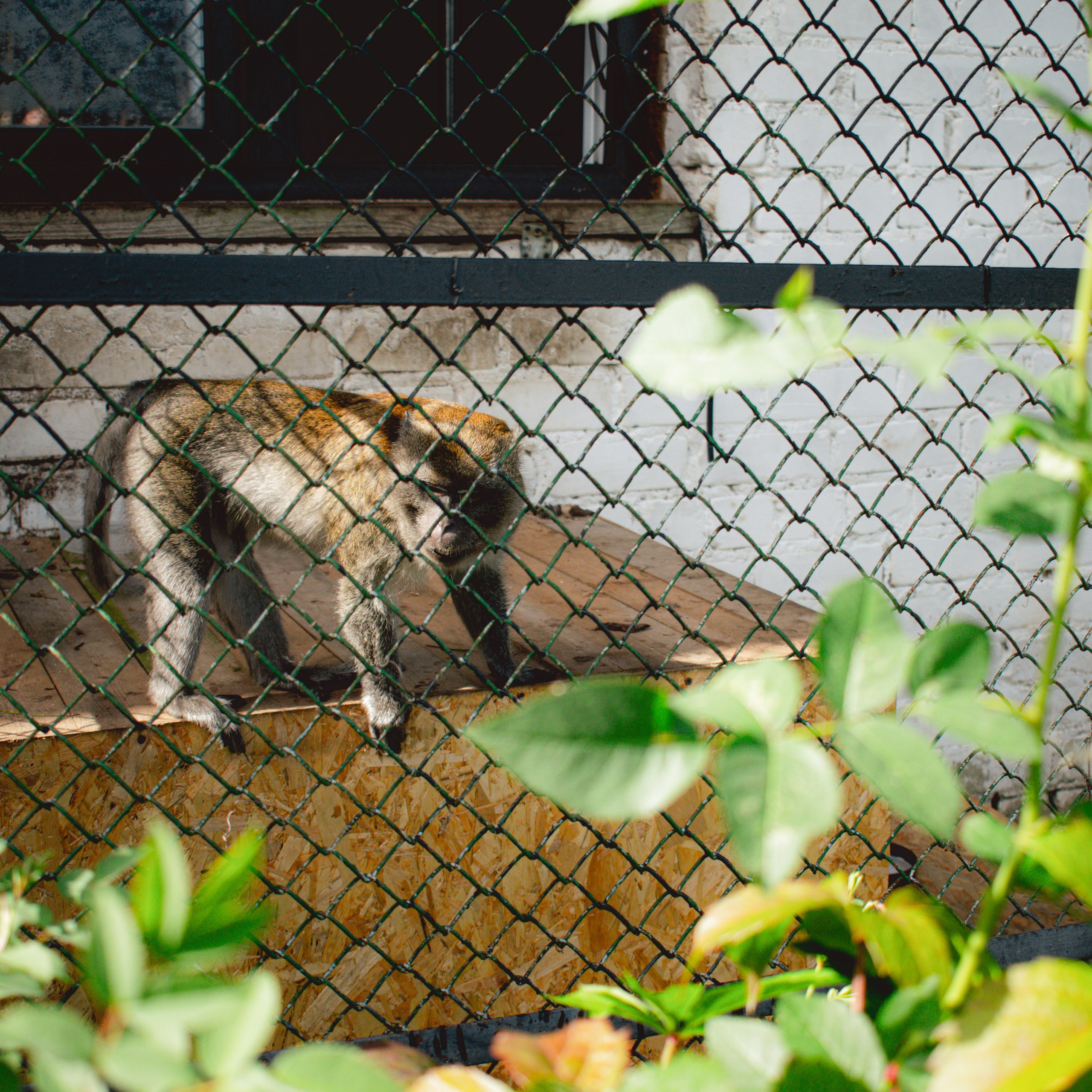 Экскурсия | ферма «Еникеево». Репортажный фотограф Даниил Чеснов | Тверь