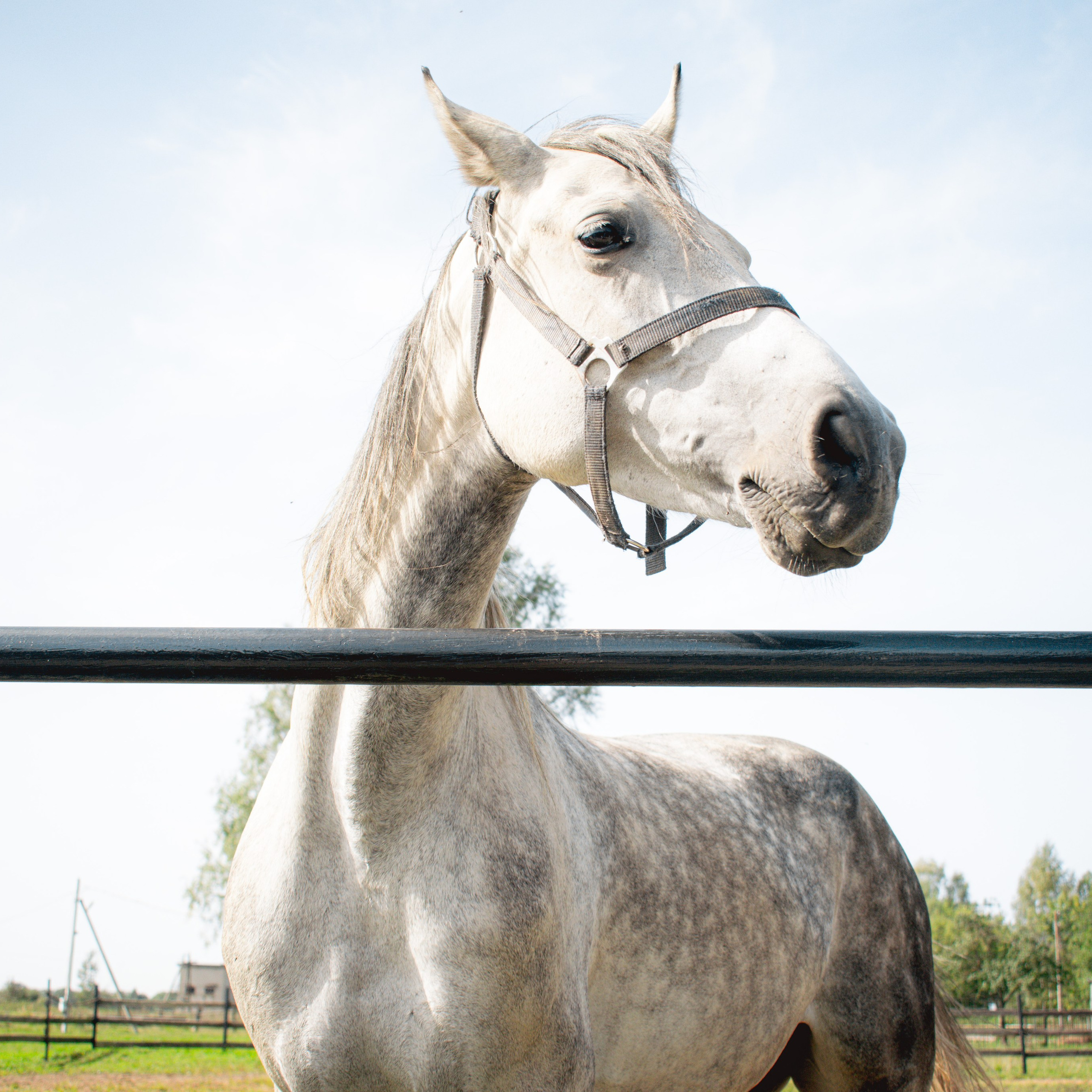 Ферма «Еникеево». Репортажный фотограф Даниил Чеснов | Тверь