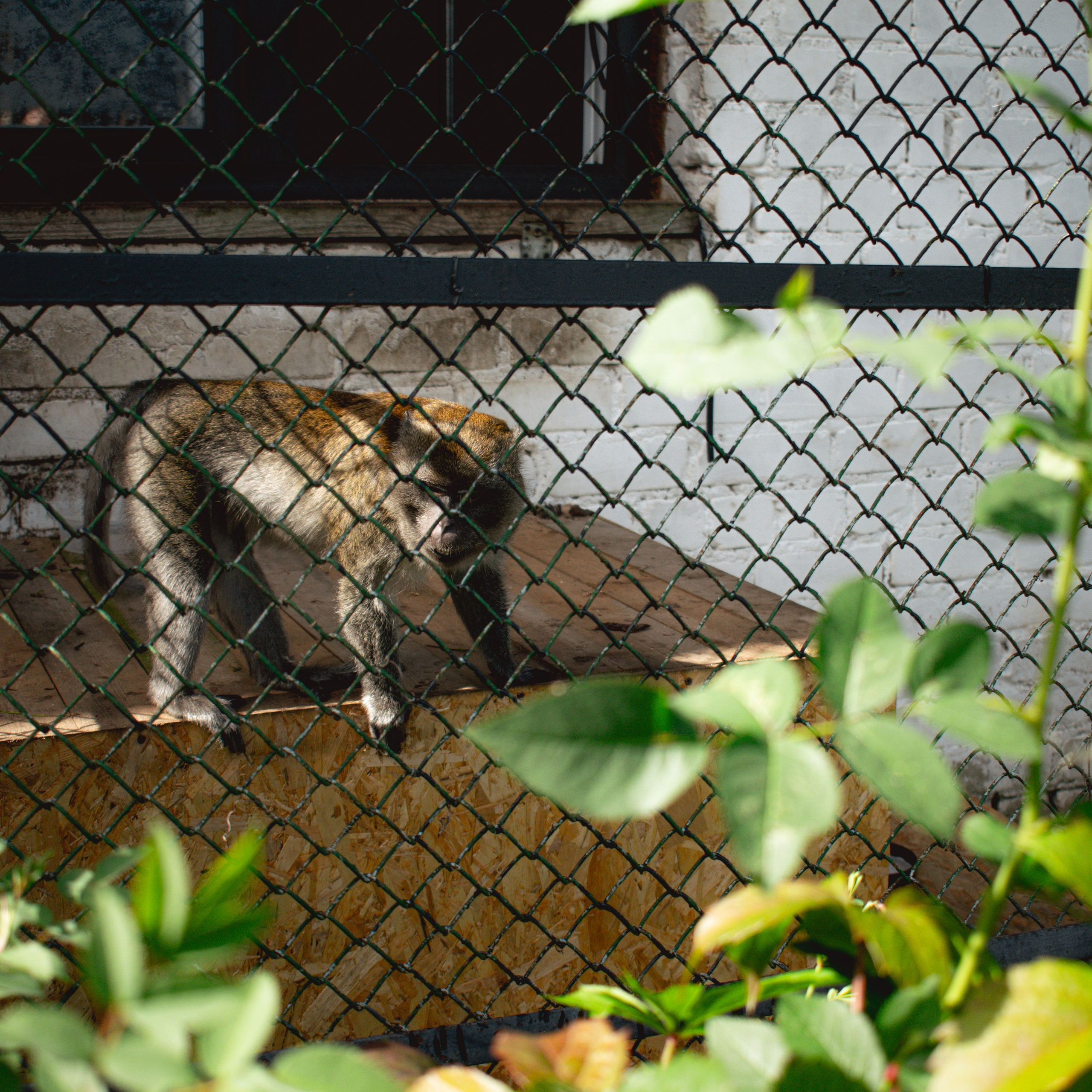 Ферма «Еникеево». Репортажный фотограф Даниил Чеснов | Тверь