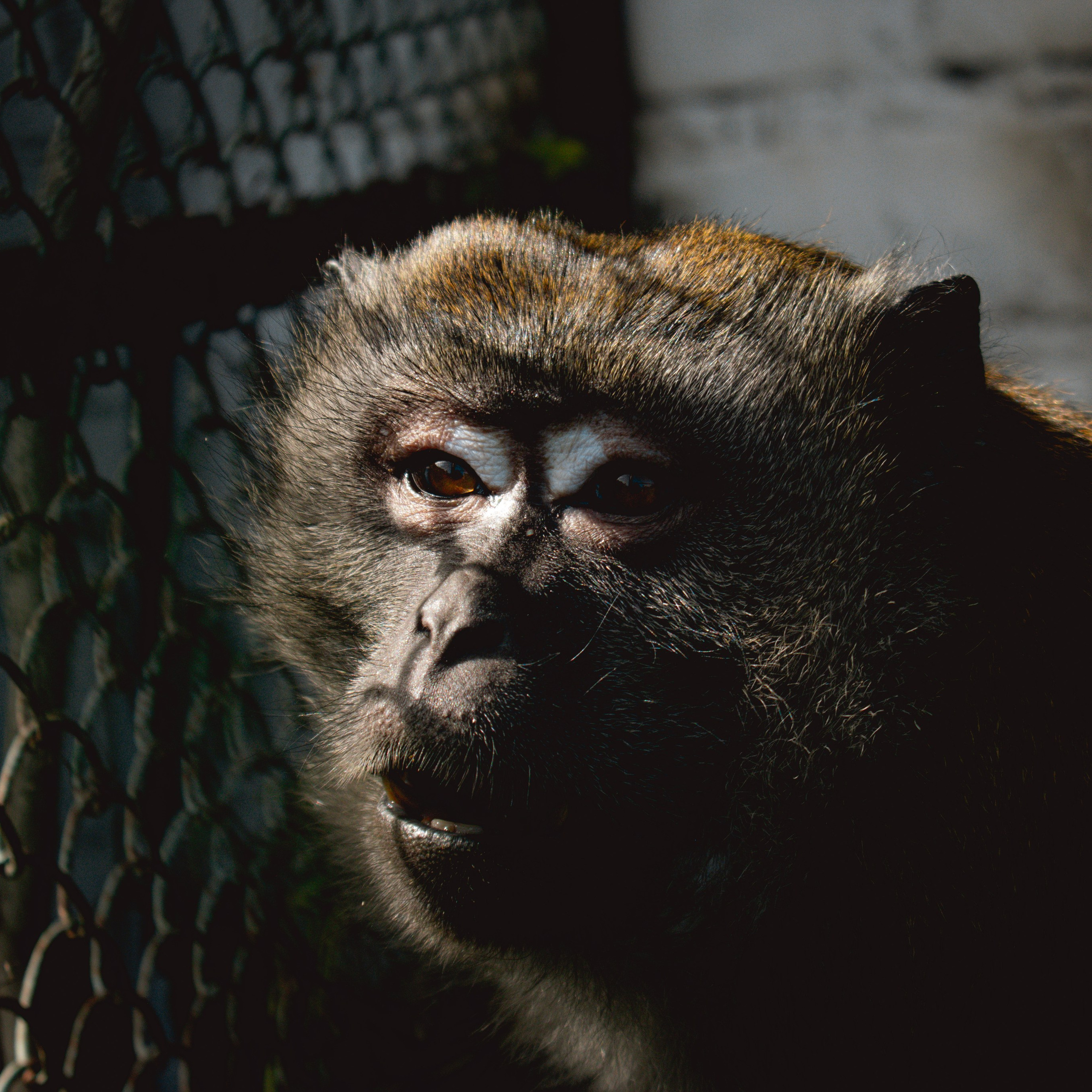 Ферма «Еникеево». Репортажный фотограф Даниил Чеснов | Тверь