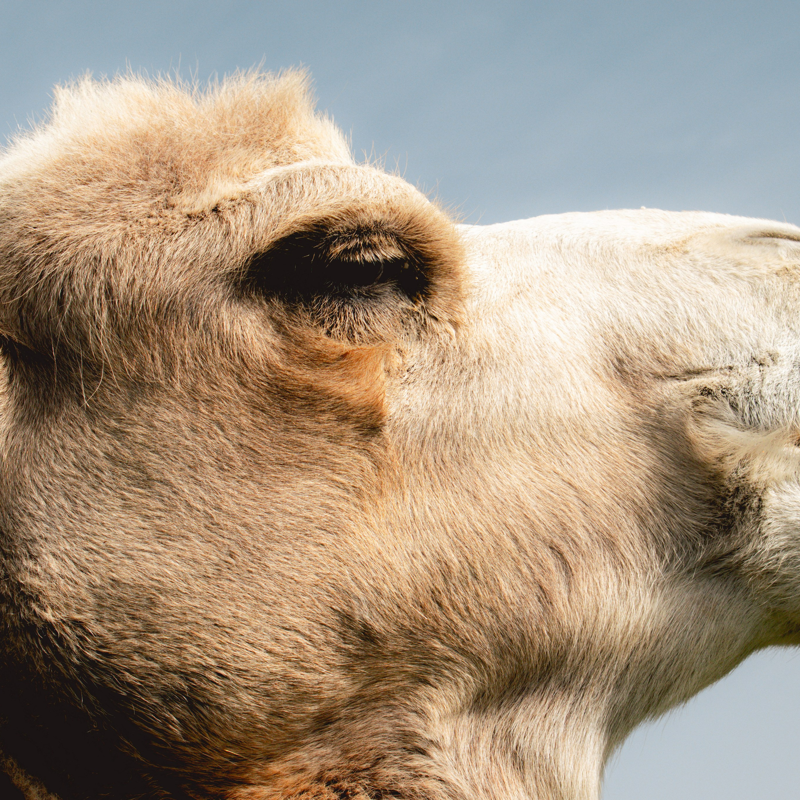Экскурсия | ферма «Еникеево». Репортажный фотограф Даниил Чеснов | Тверь