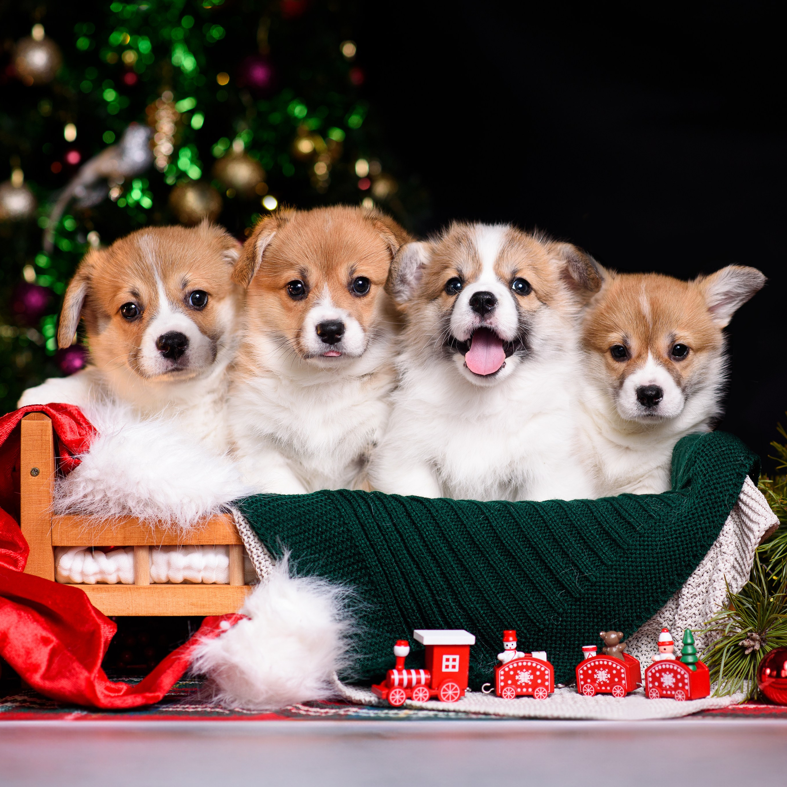 Отзывы. Фотограф — Анималист | Анна Абрамова