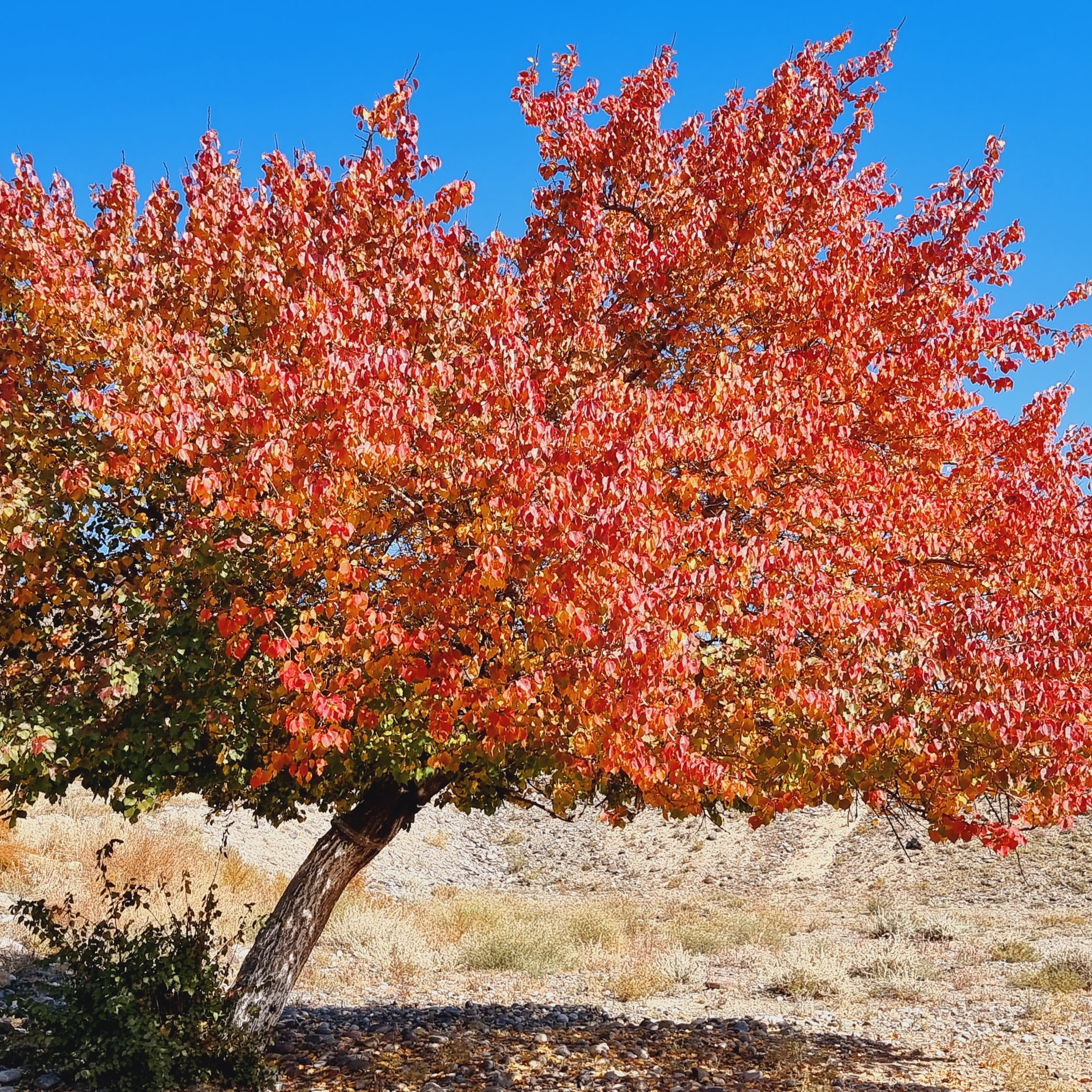 Экскурсия и тур на озеро Каинды из Алматы