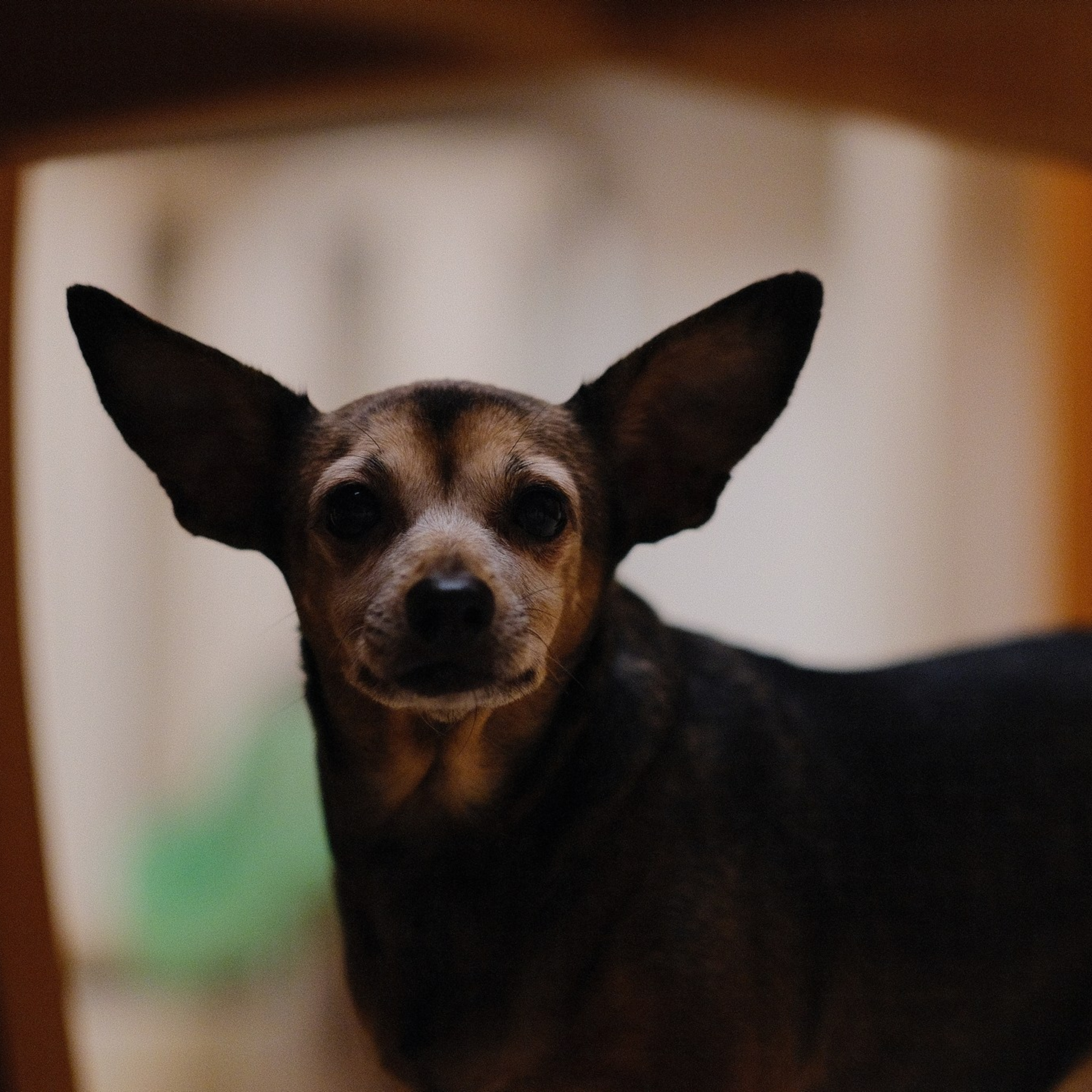 Лиса, Рада и их люди