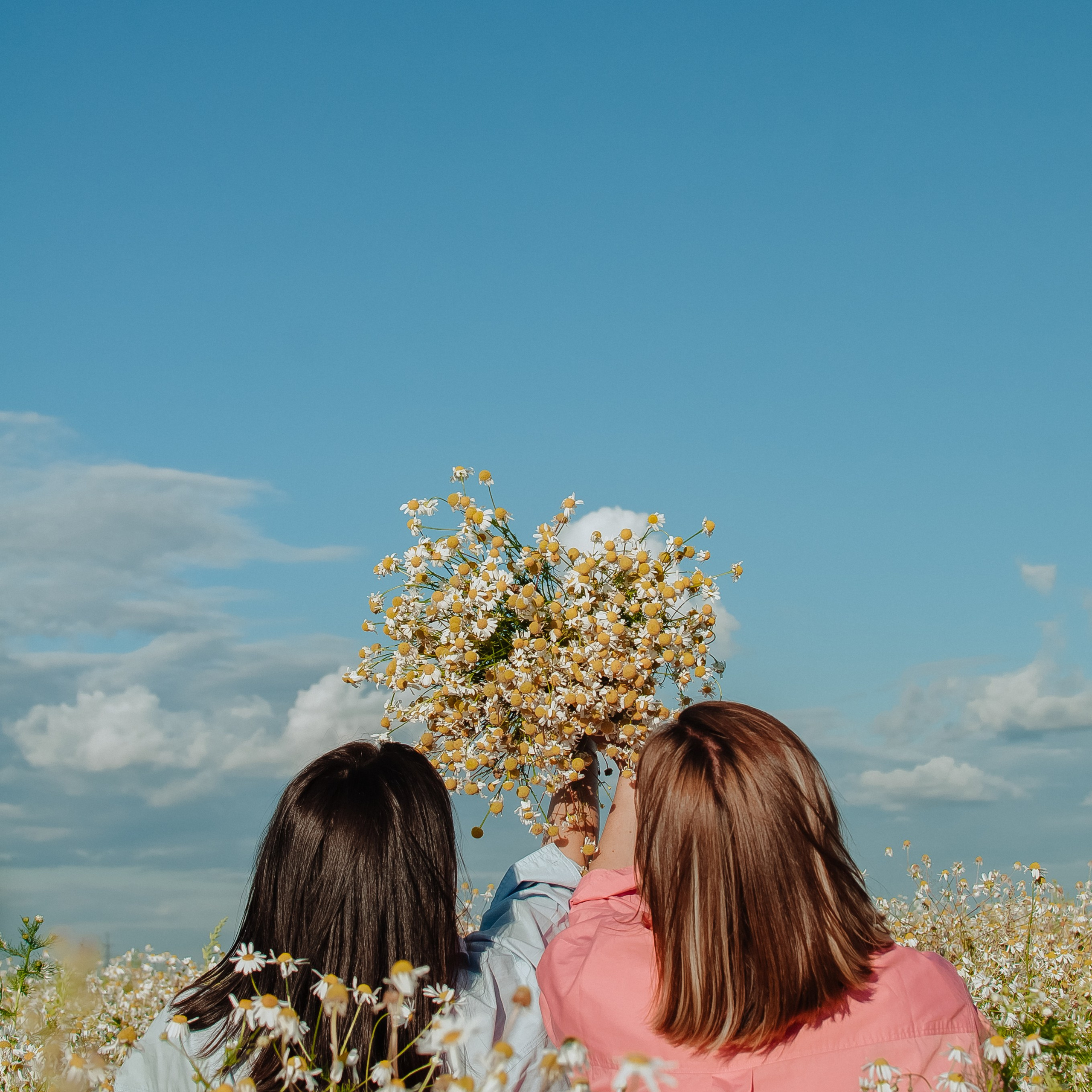 Привет ромашки