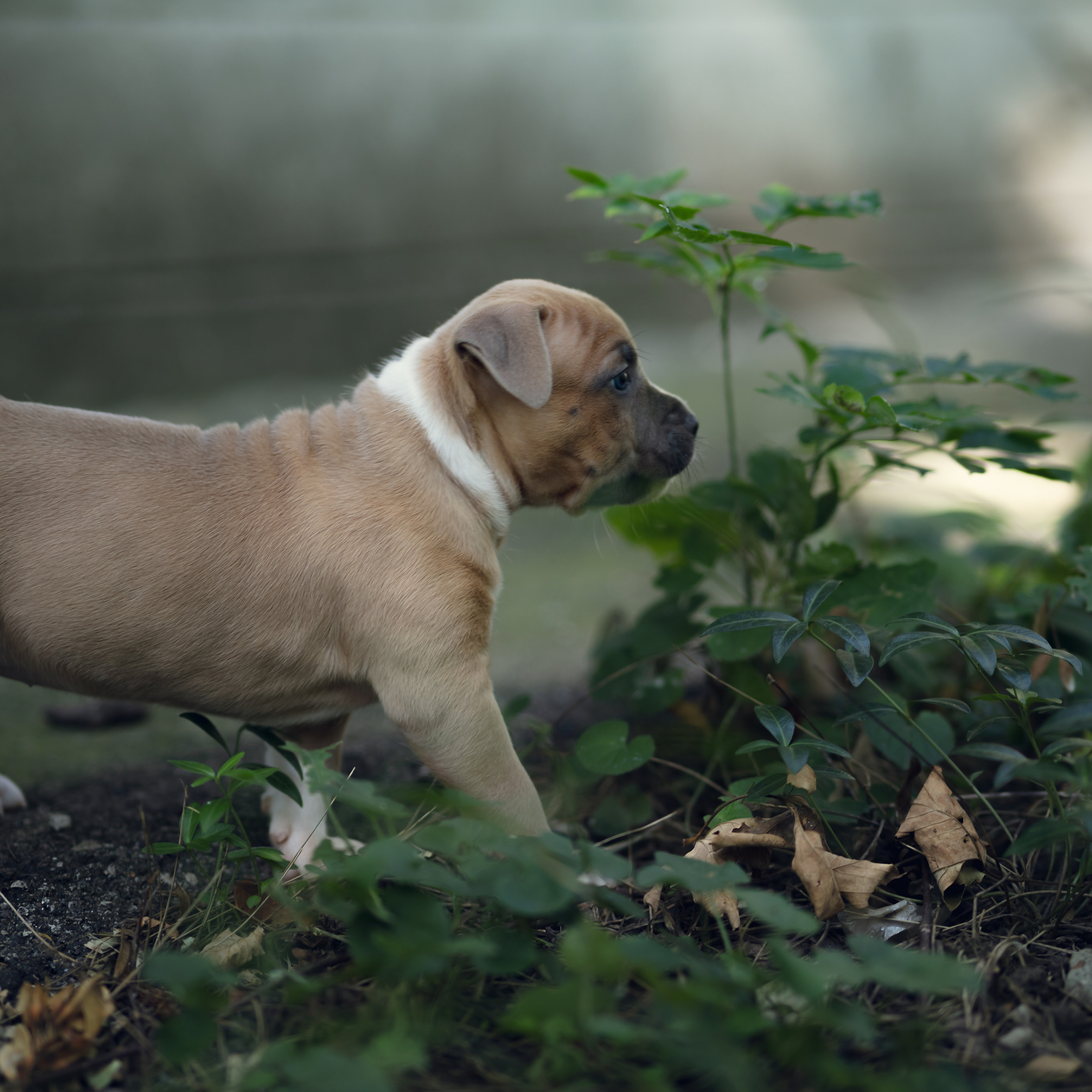 Фотосессия для заводчика Юлии Арловой