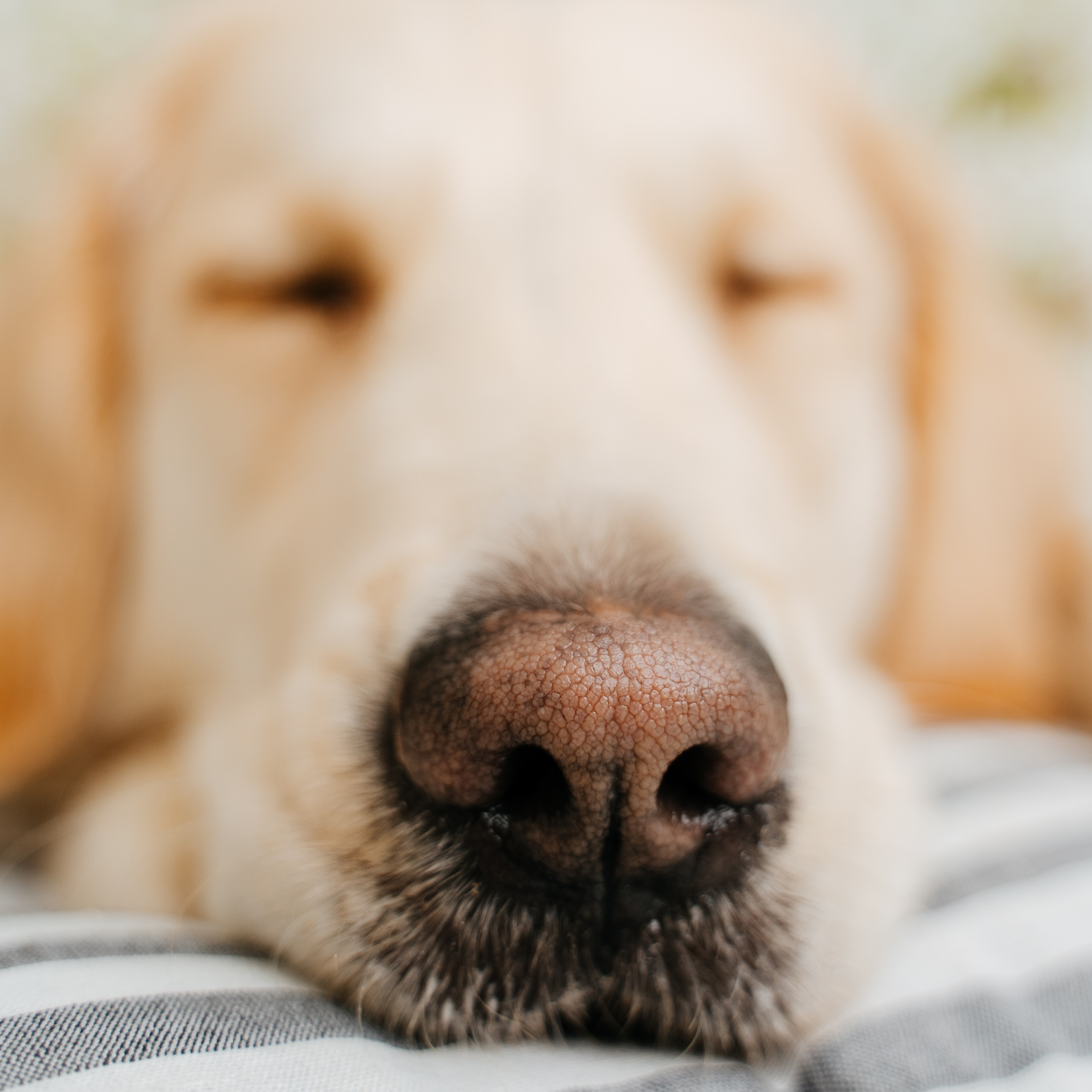 Отзывы. Семейный и свадебный фотограф в Санкт-Петербурге и Москве