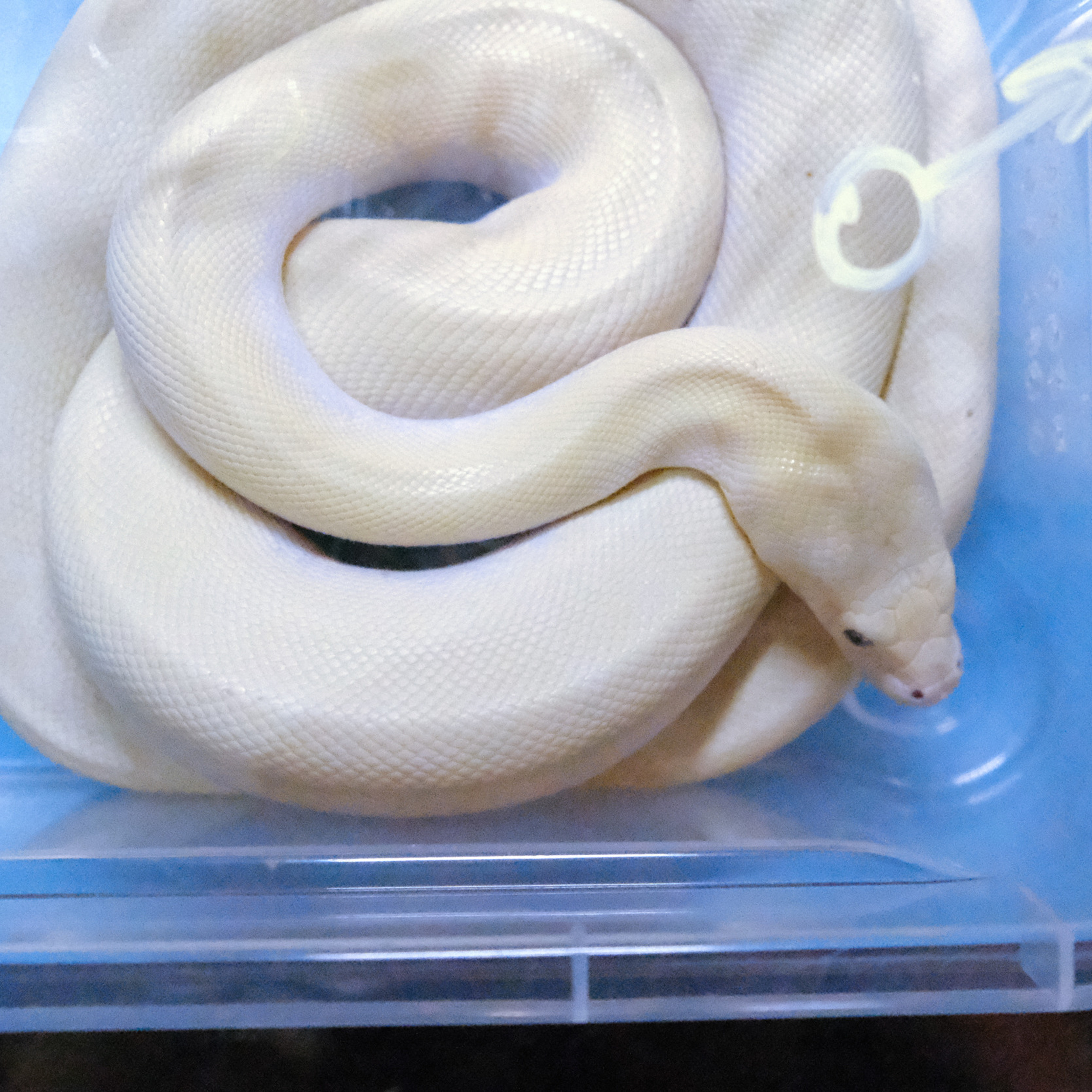 Отзывы. Фотограф Женя Сальцын