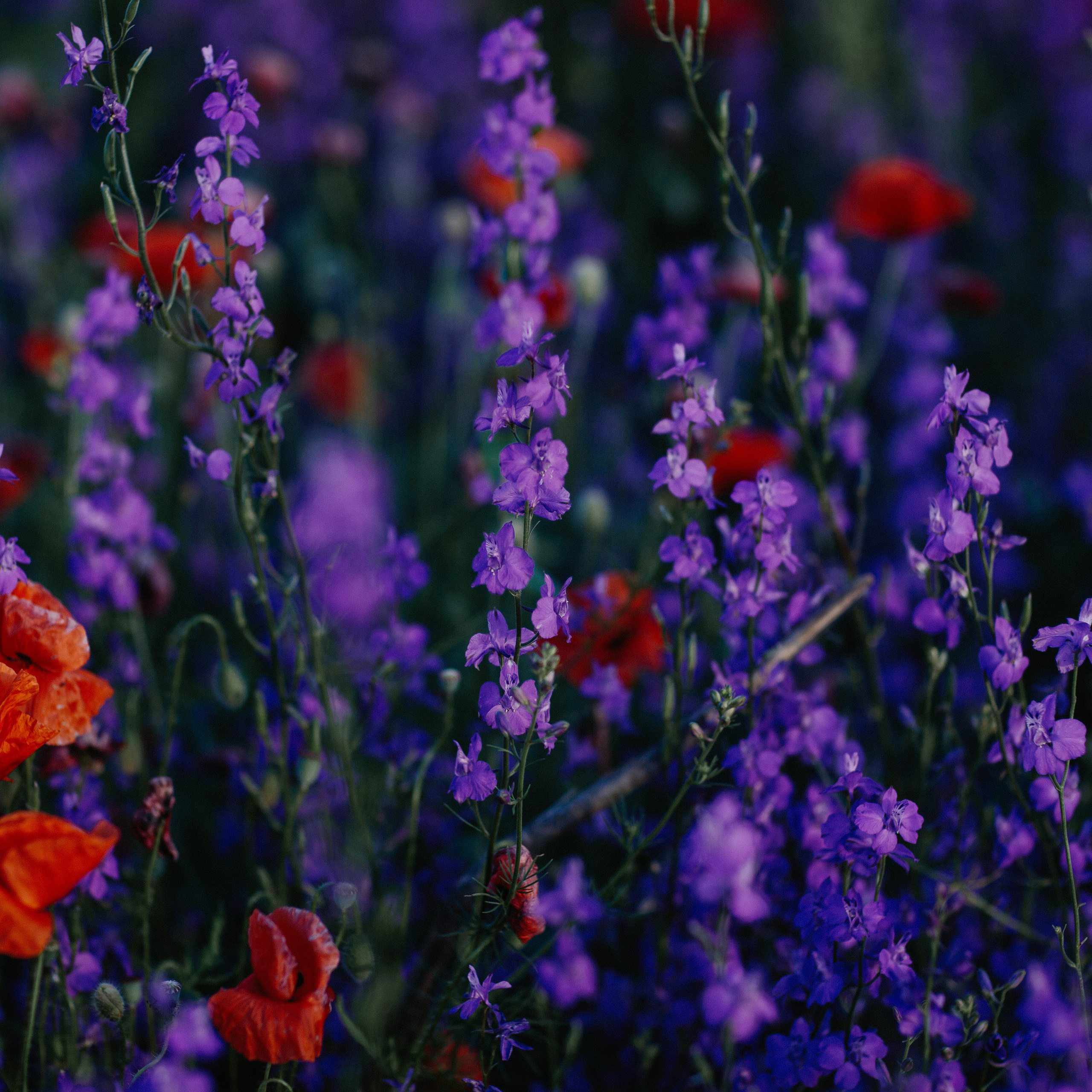 Колокольчики