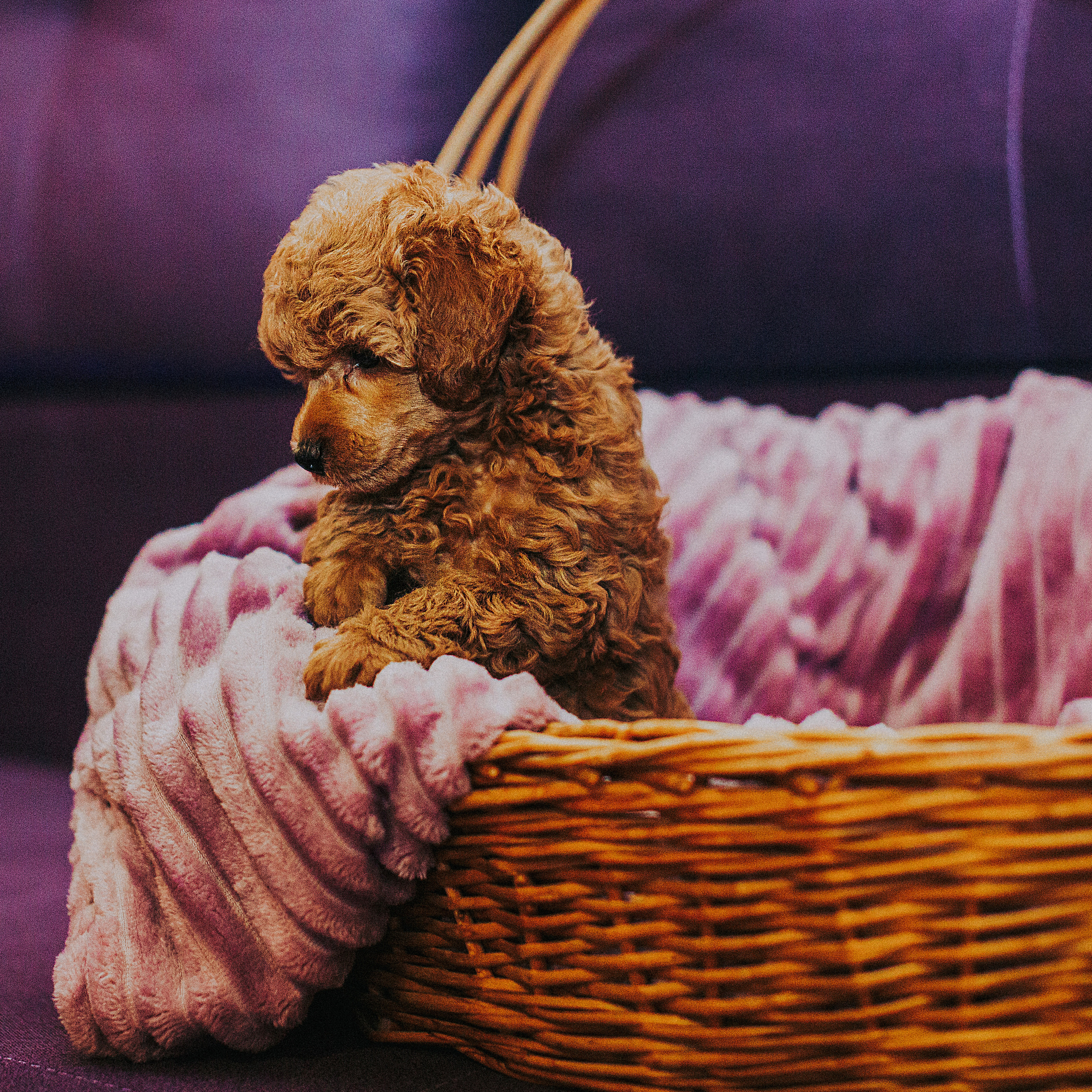 ОТЗЫВЫ. Свадебный и семейный фотограф/видеограф в Краснодаре Наталья Осинская