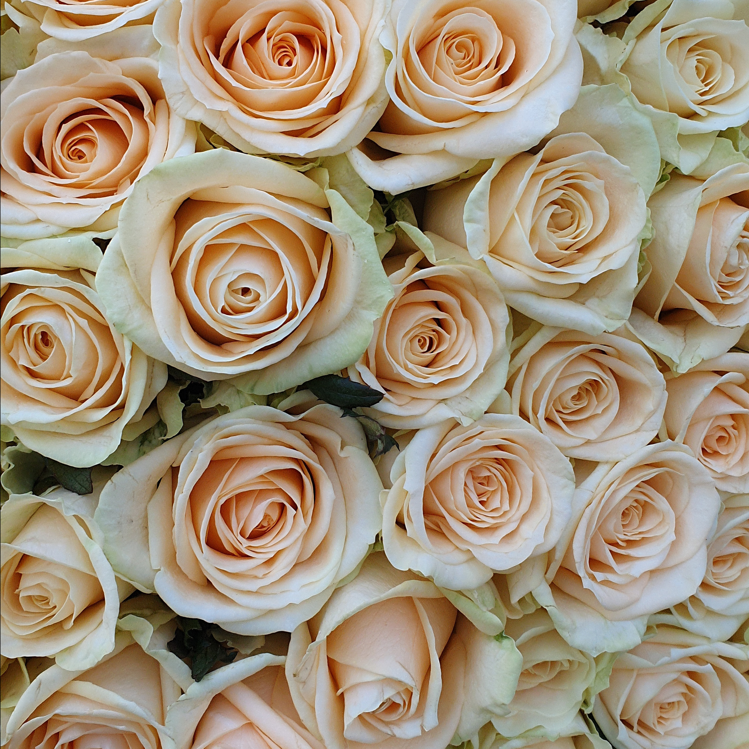 ОТЗЫВЫ. Свадебный и семейный фотограф/видеограф в Краснодаре Наталья Осинская