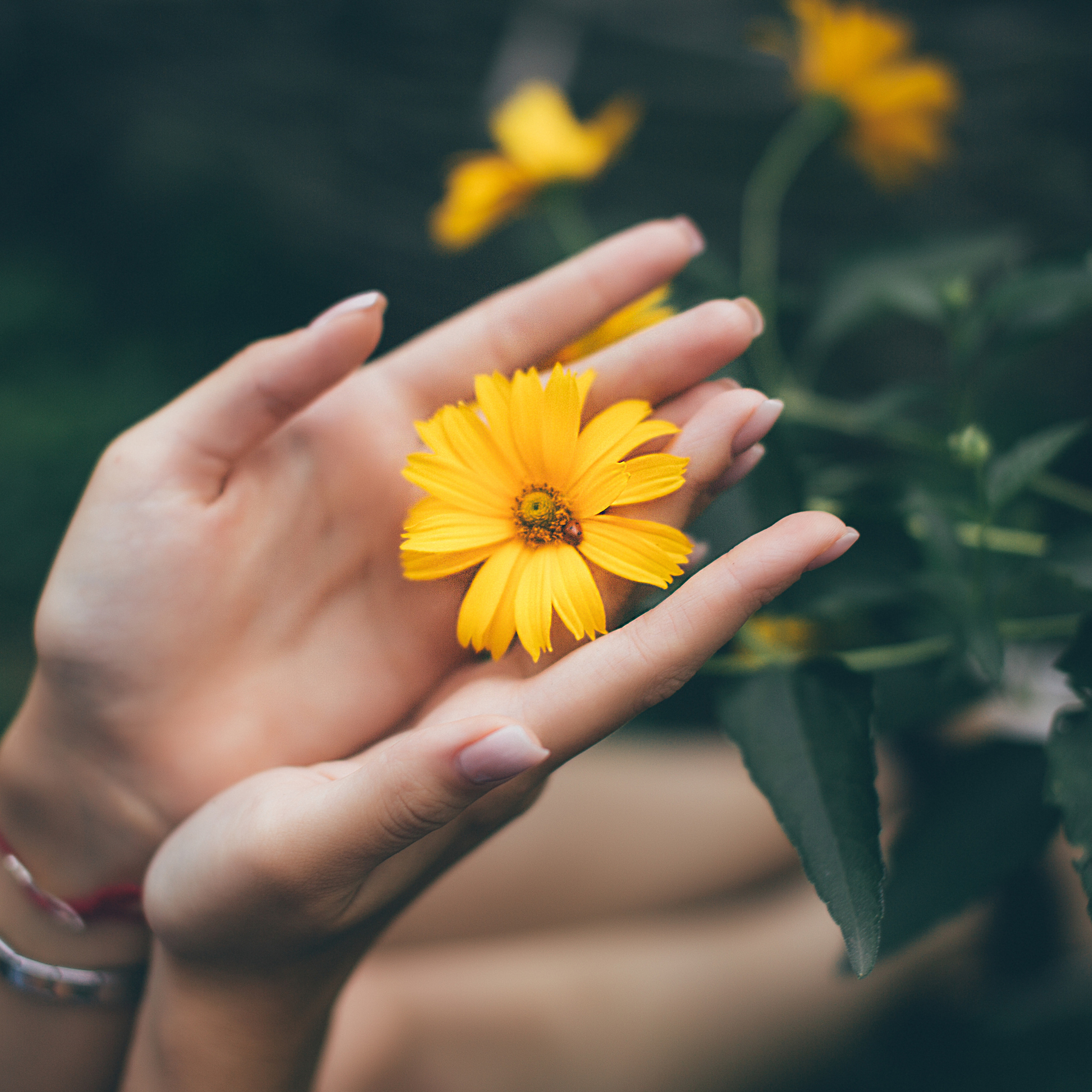 Чистяковская роща