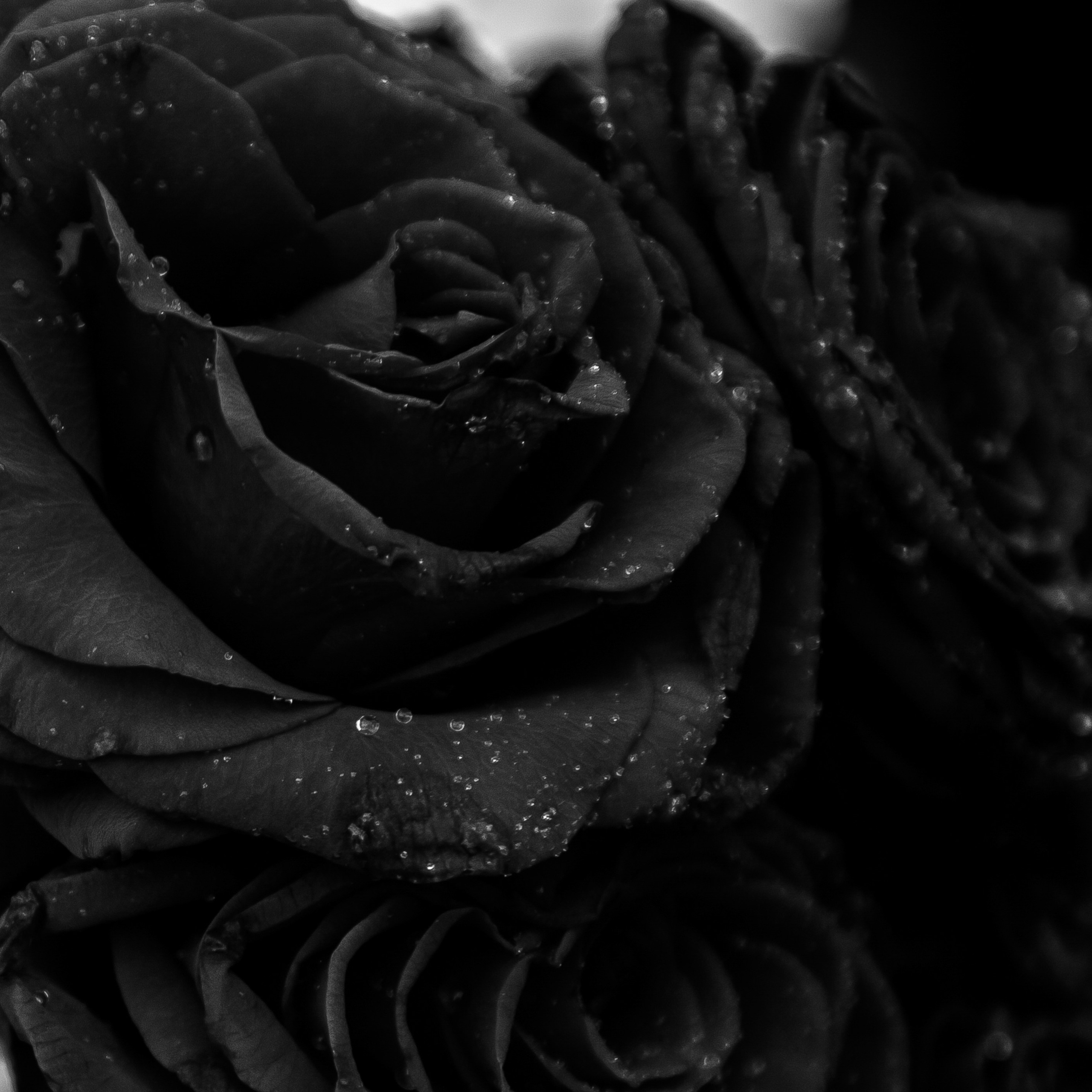 ОТЗЫВЫ. Свадебный и семейный фотограф/видеограф в Краснодаре Наталья Осинская