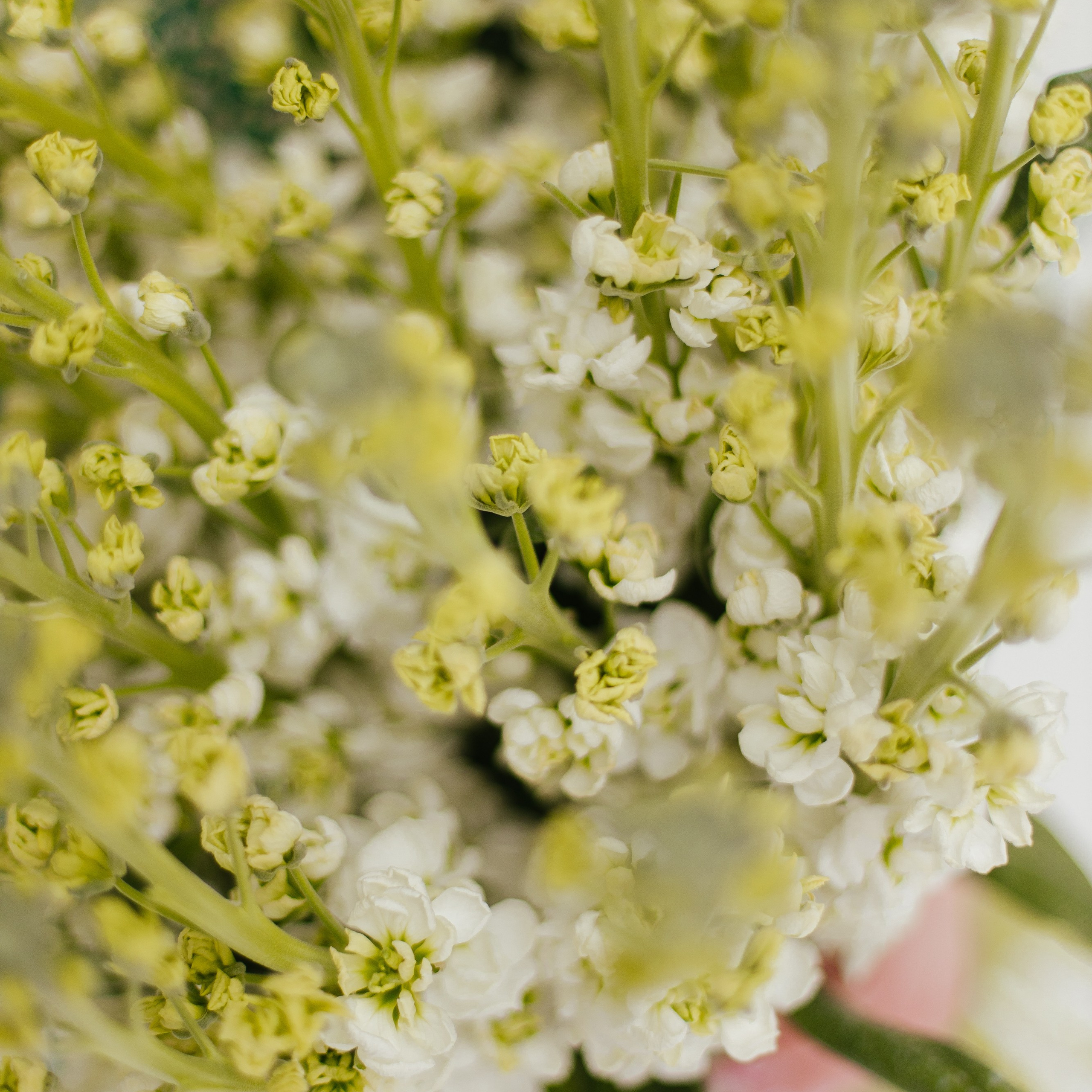 Цветочный салон Лето Мск. Фотосессии на маркетплейсы