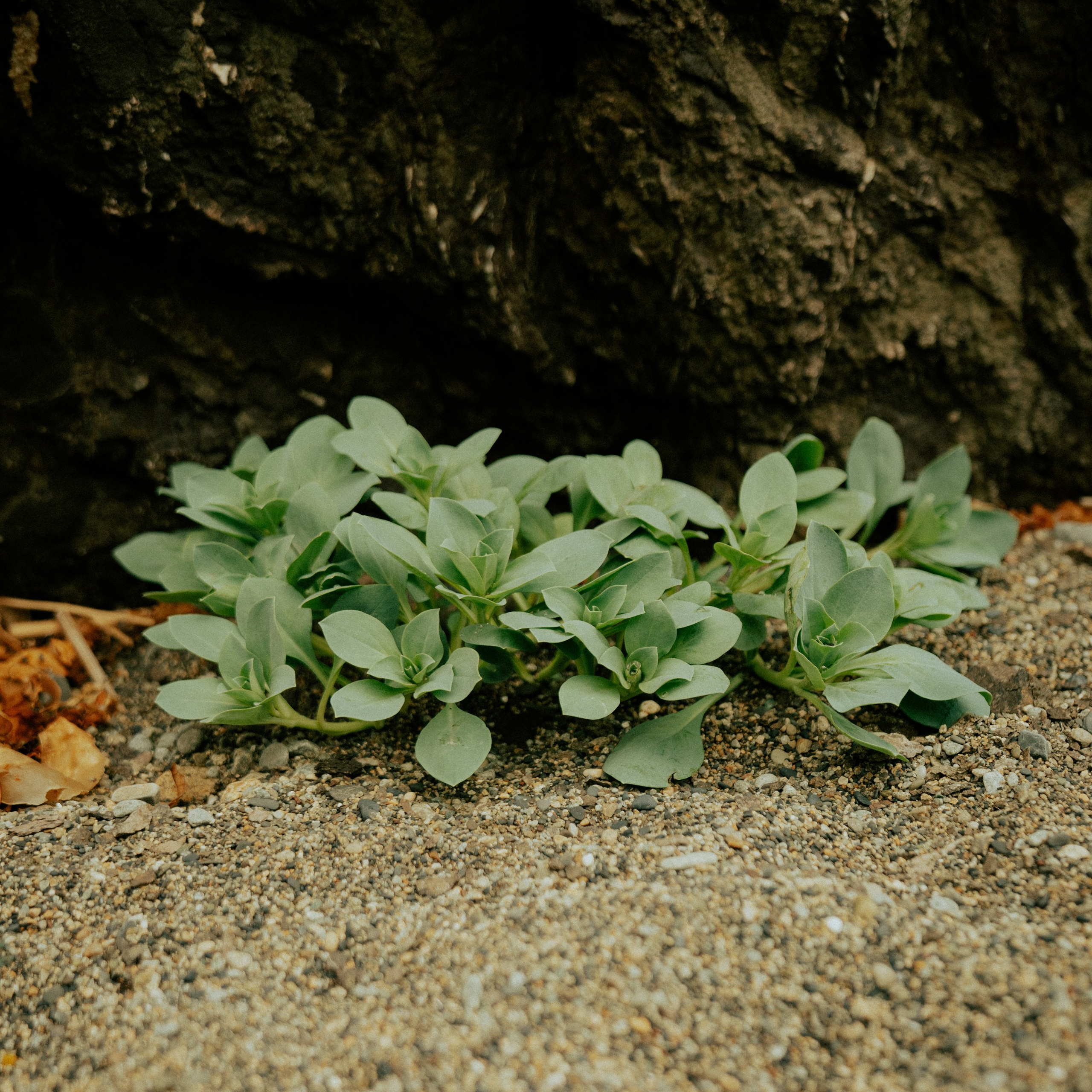 Сахалин. Контент съемка | Мобильный фотограф Ириша Гришина