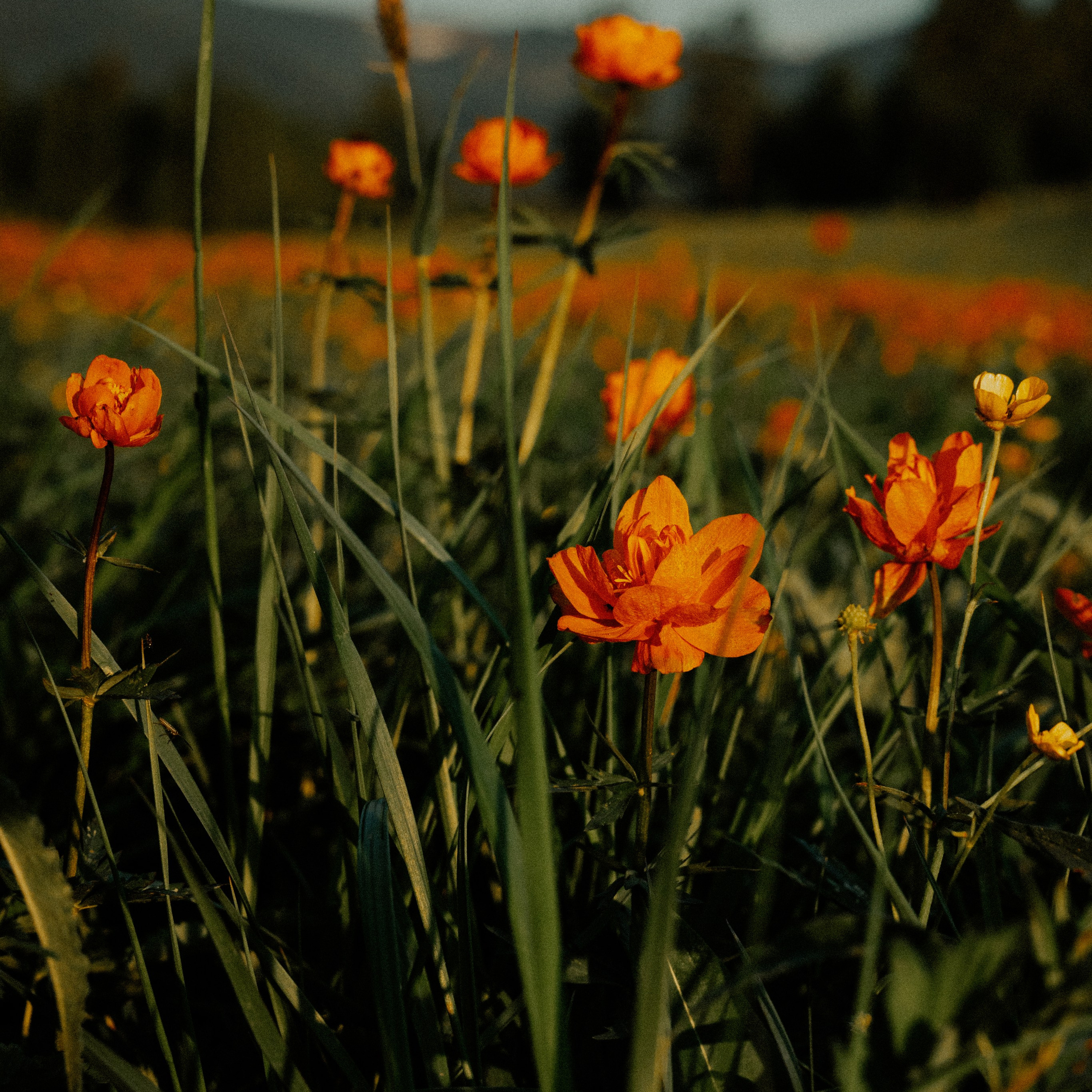 Алтай. Контент съемка | Мобильный фотограф Ириша Гришина