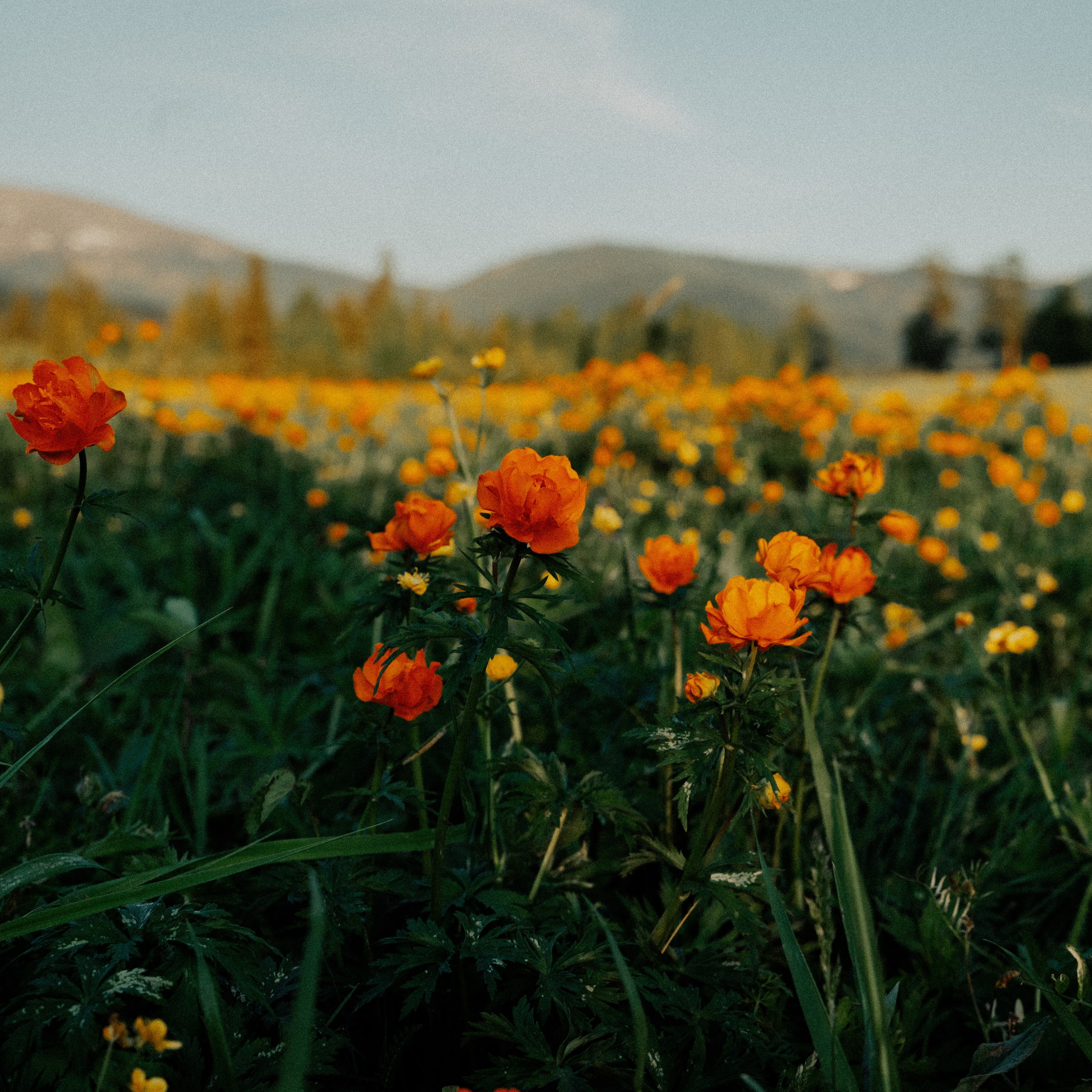 Алтай. Контент съемка | Мобильный фотограф Ириша Гришина