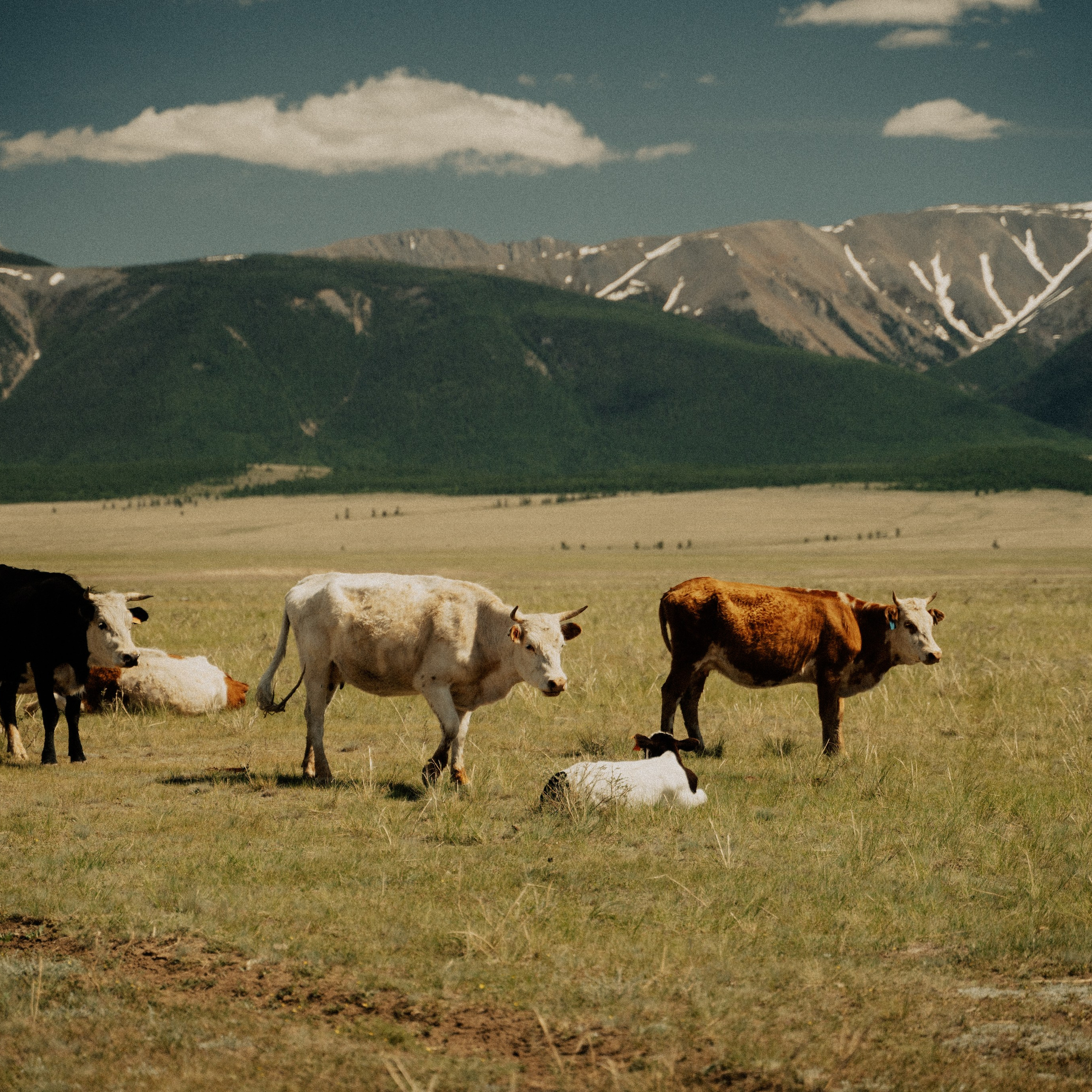 Алтай. Контент съемка | Мобильный фотограф Ириша Гришина