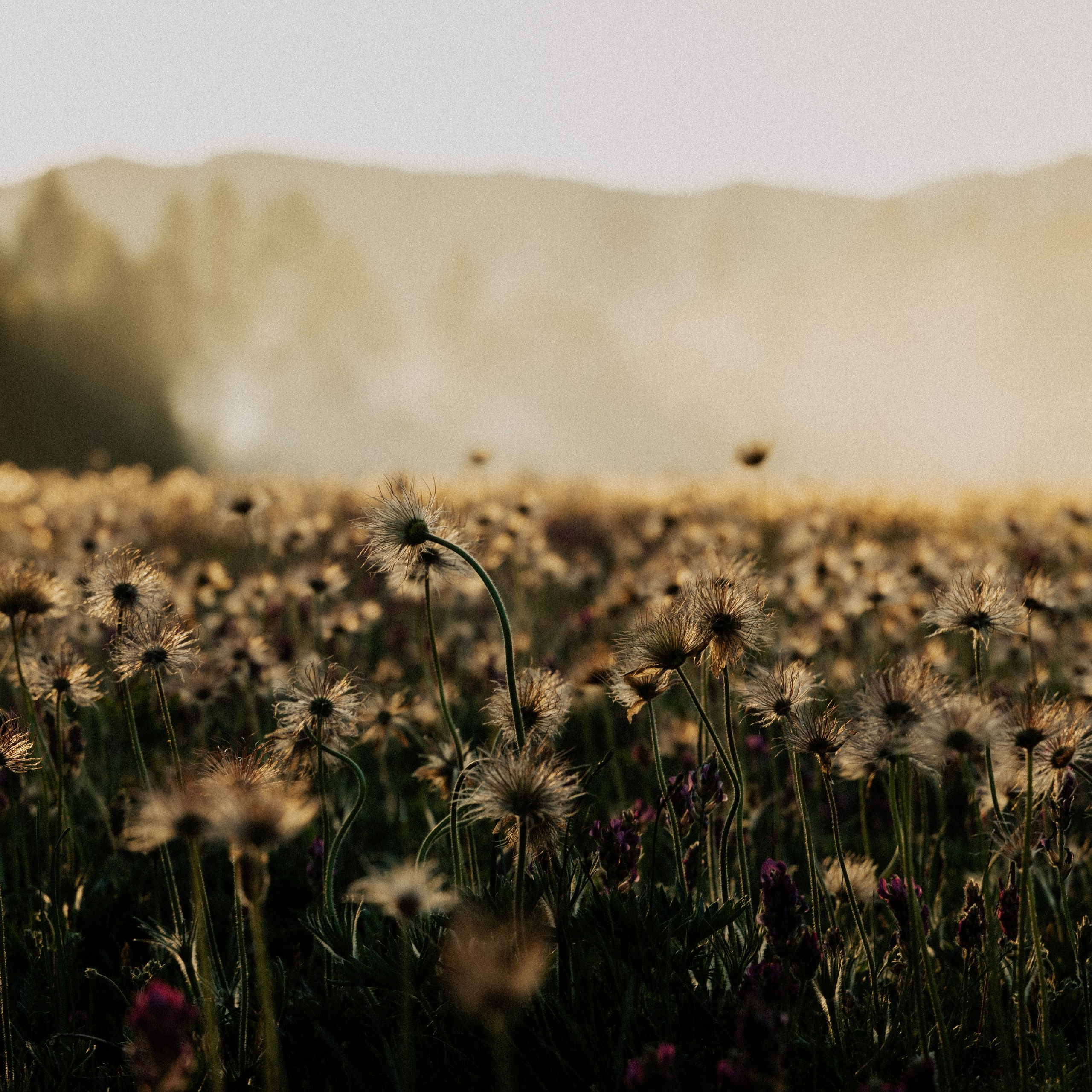 Алтай. Контент съемка | Мобильный фотограф Ириша Гришина