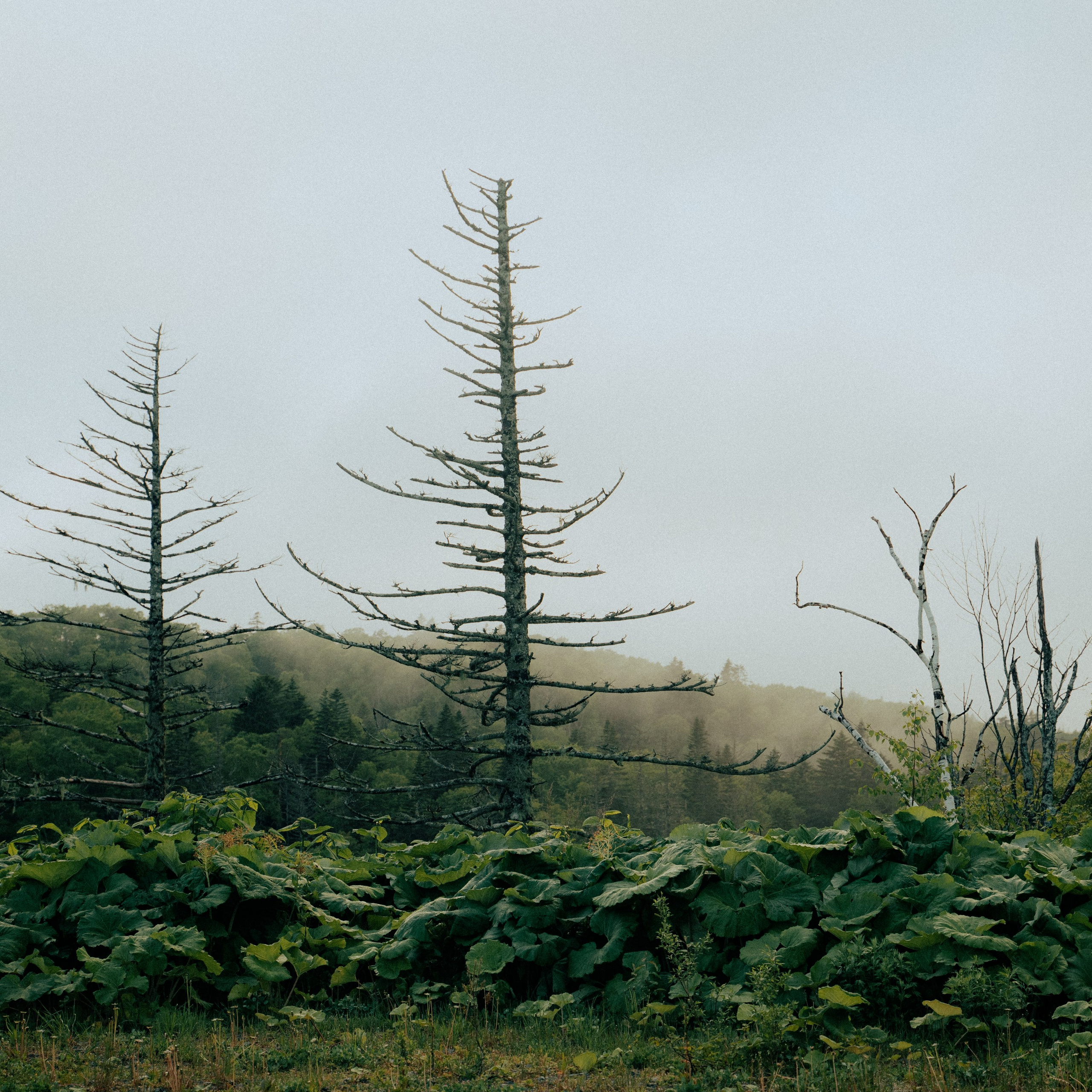 Сахалин. Контент съемка | Мобильный фотограф Ириша Гришина