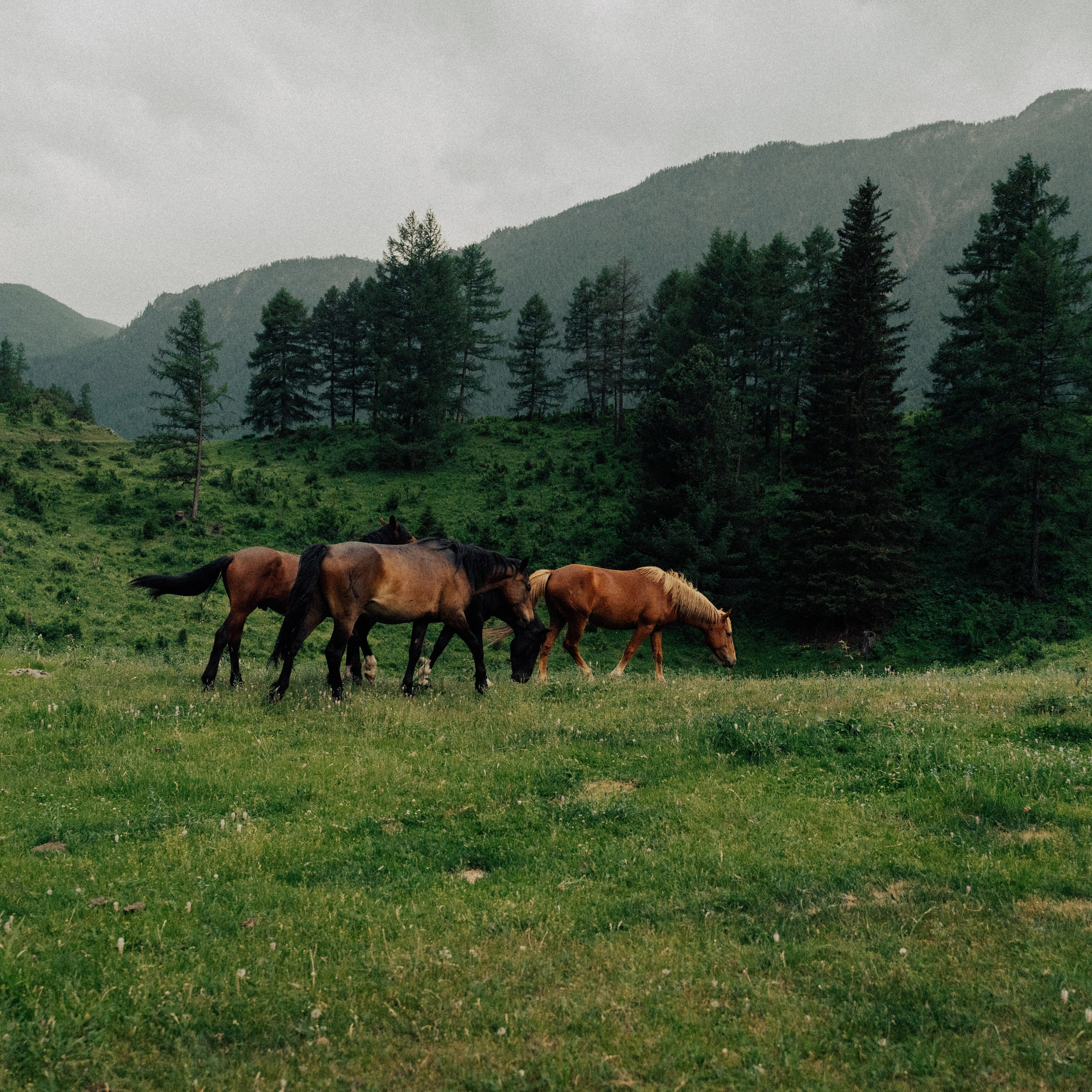 Алтай. Контент съемка | Мобильный фотограф Ириша Гришина