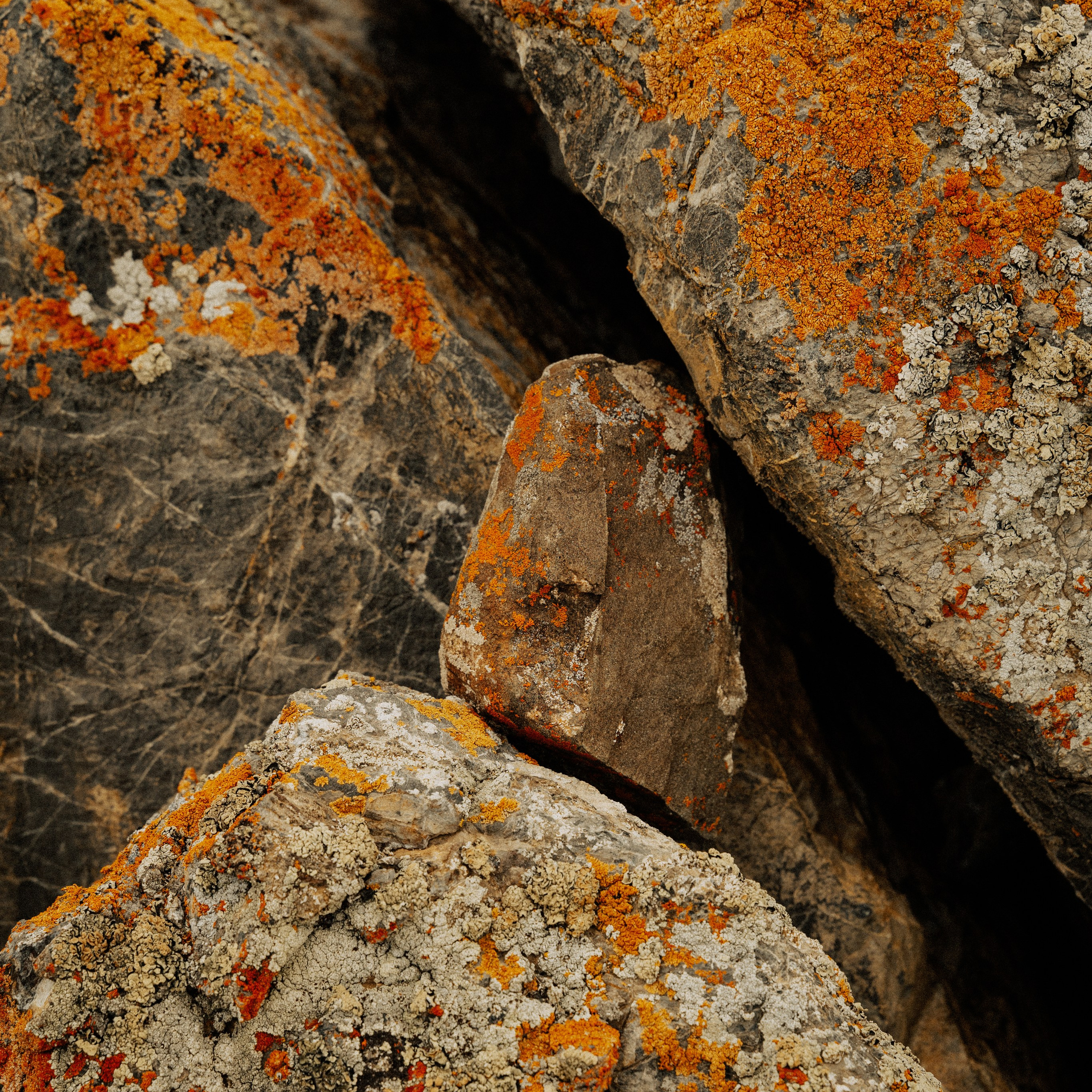 Алтай. Контент съемка | Мобильный фотограф Ириша Гришина