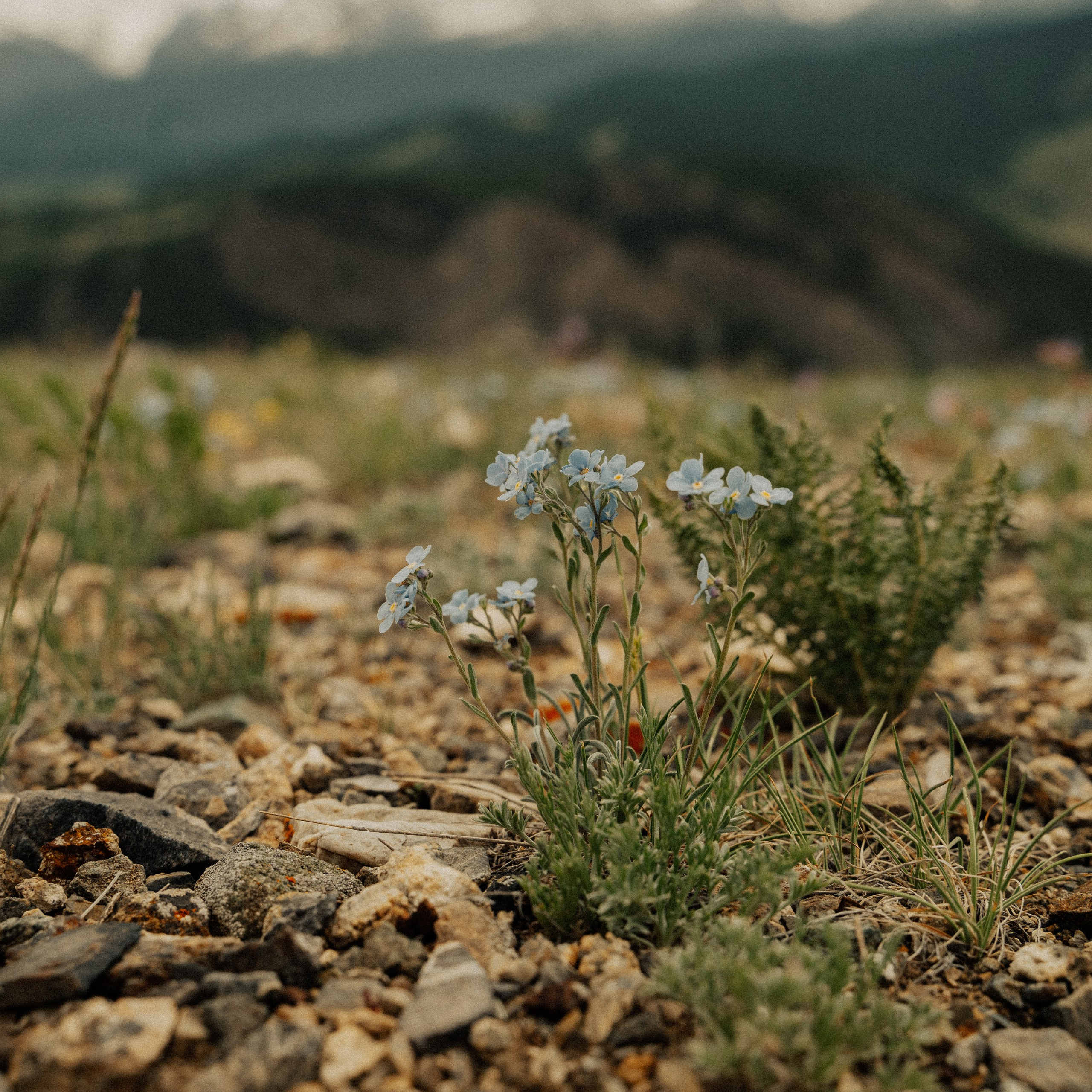 Алтай. Контент съемка | Мобильный фотограф Ириша Гришина