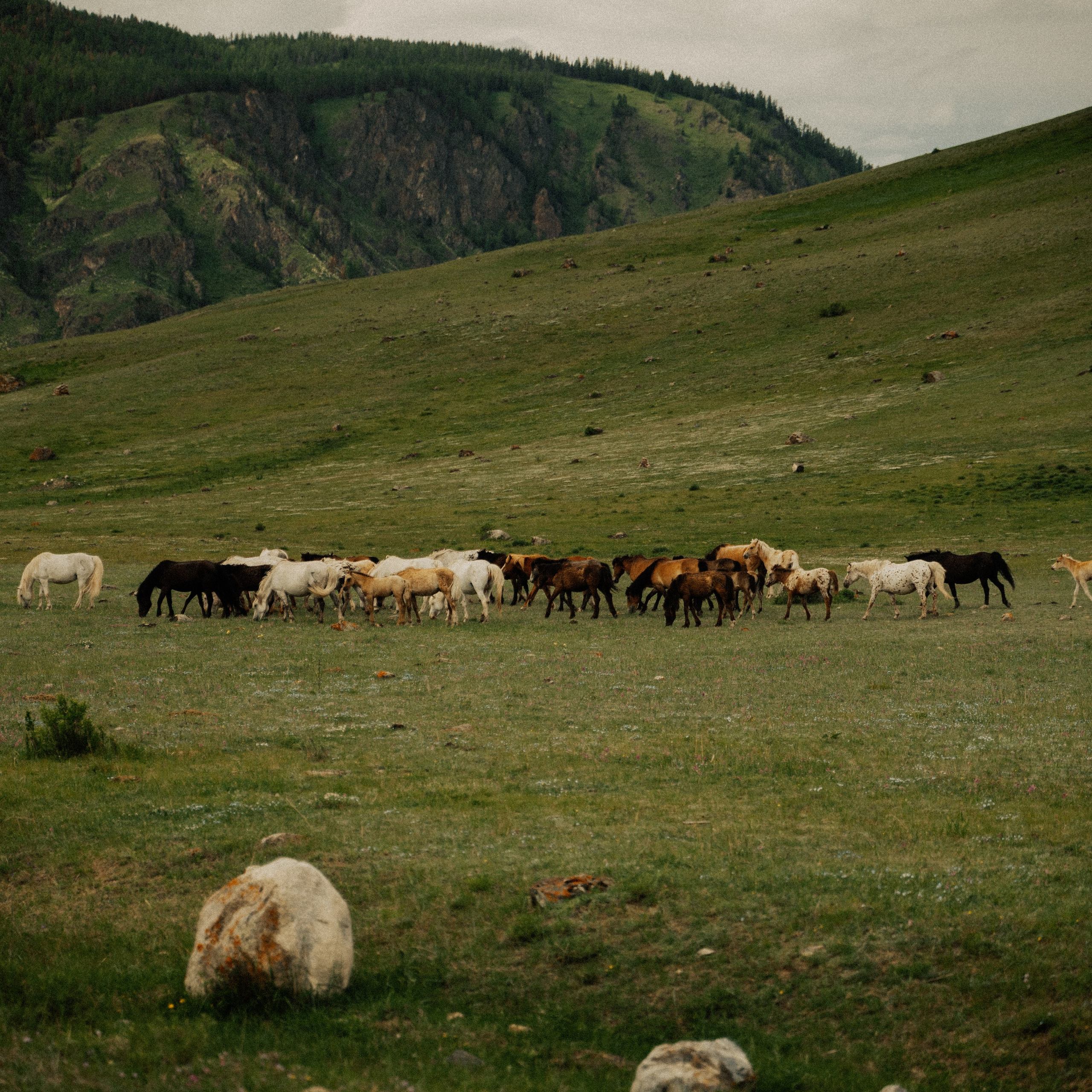 Алтай. Контент съемка | Мобильный фотограф Ириша Гришина