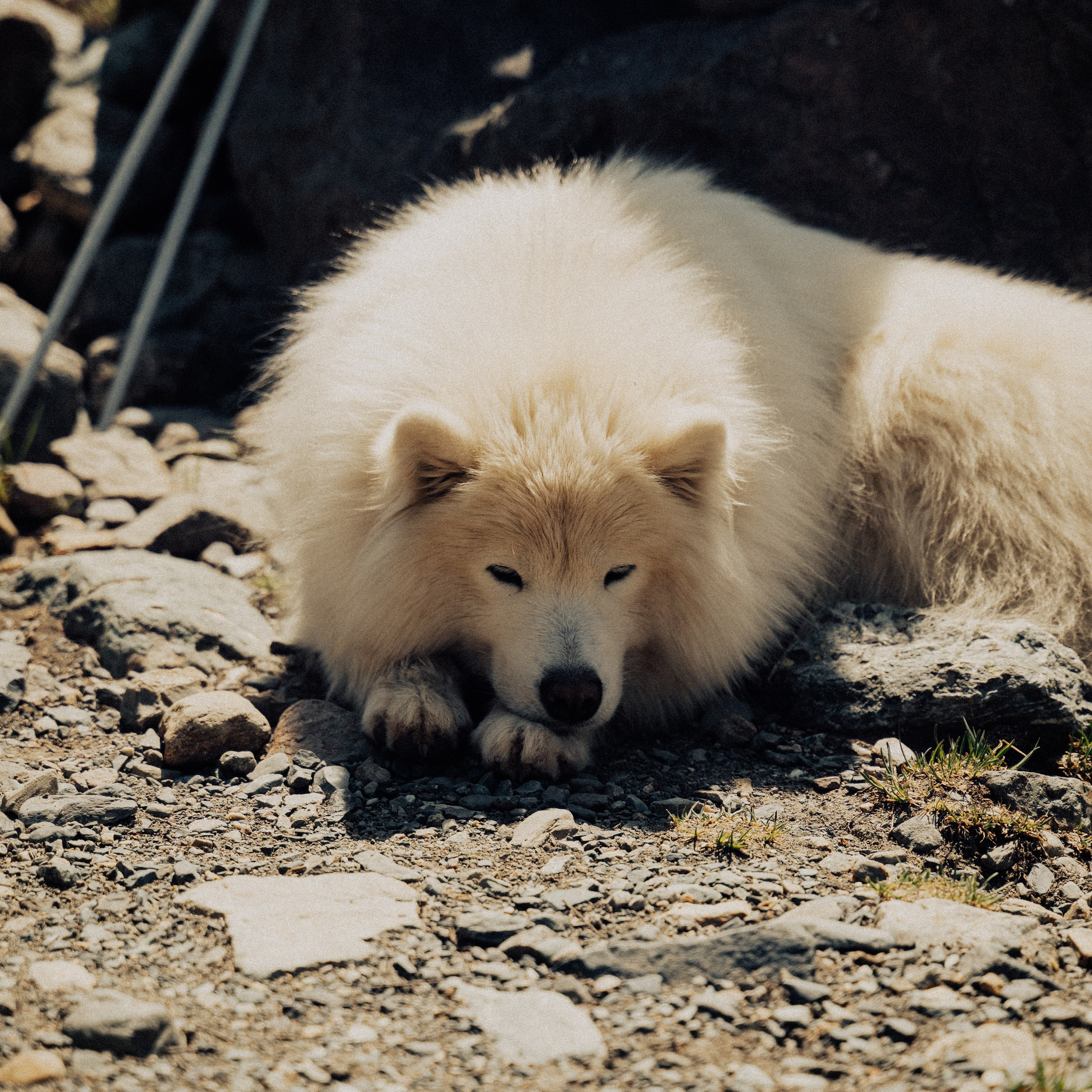 Алтай. Контент съемка | Мобильный фотограф Ириша Гришина