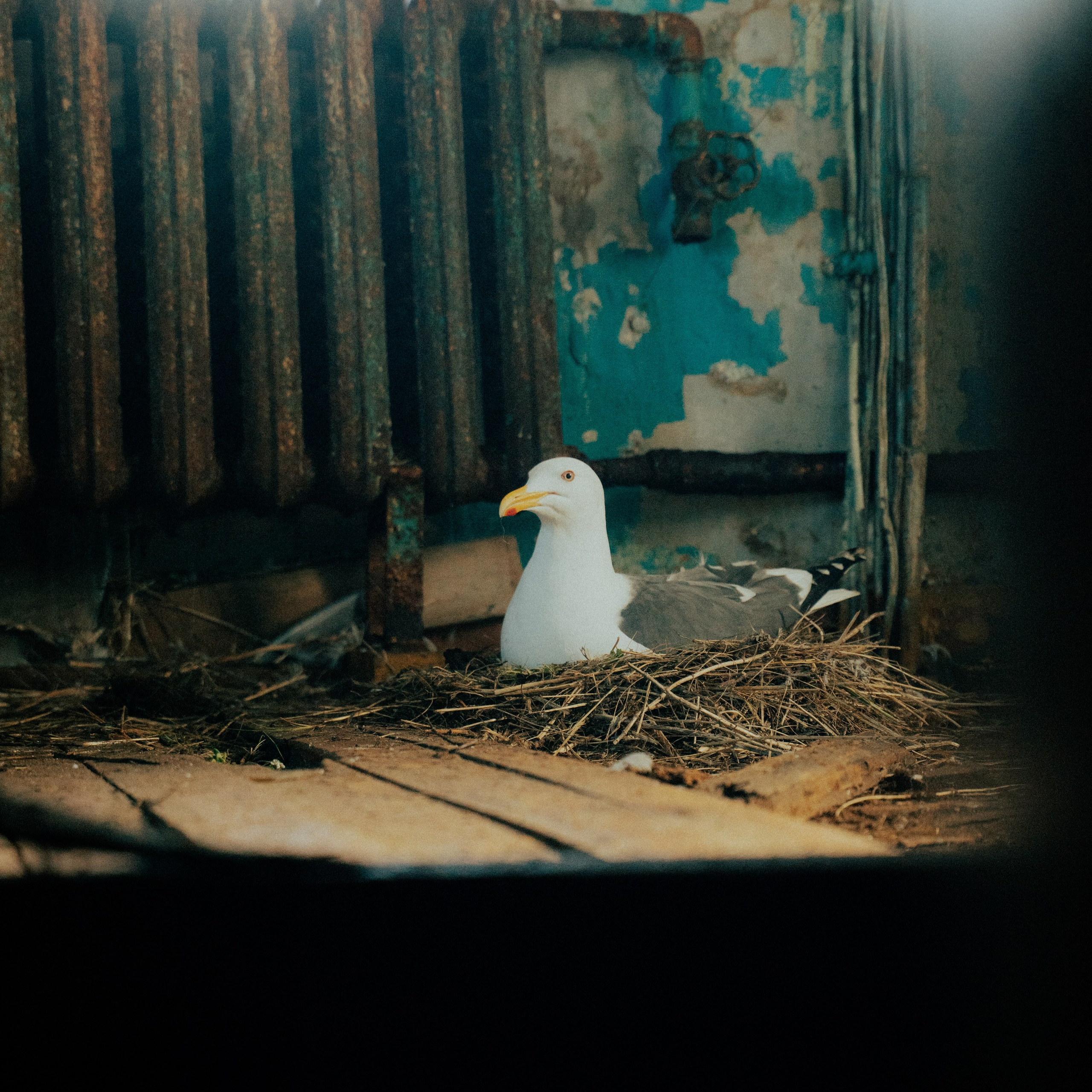 Сахалин. Контент съемка | Мобильный фотограф Ириша Гришина