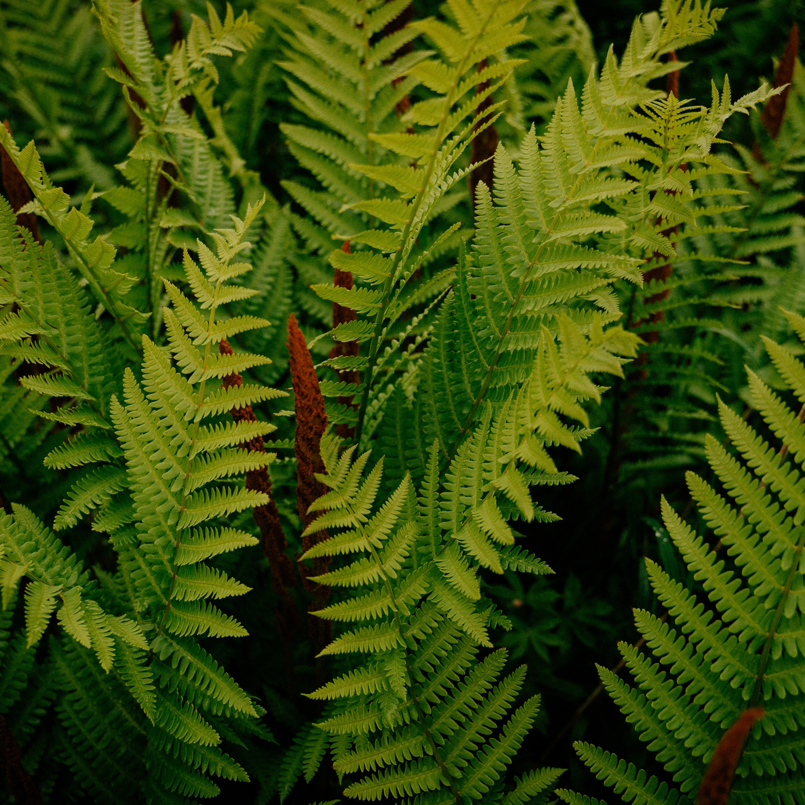 Сахалин. Контент съемка | Мобильный фотограф Ириша Гришина
