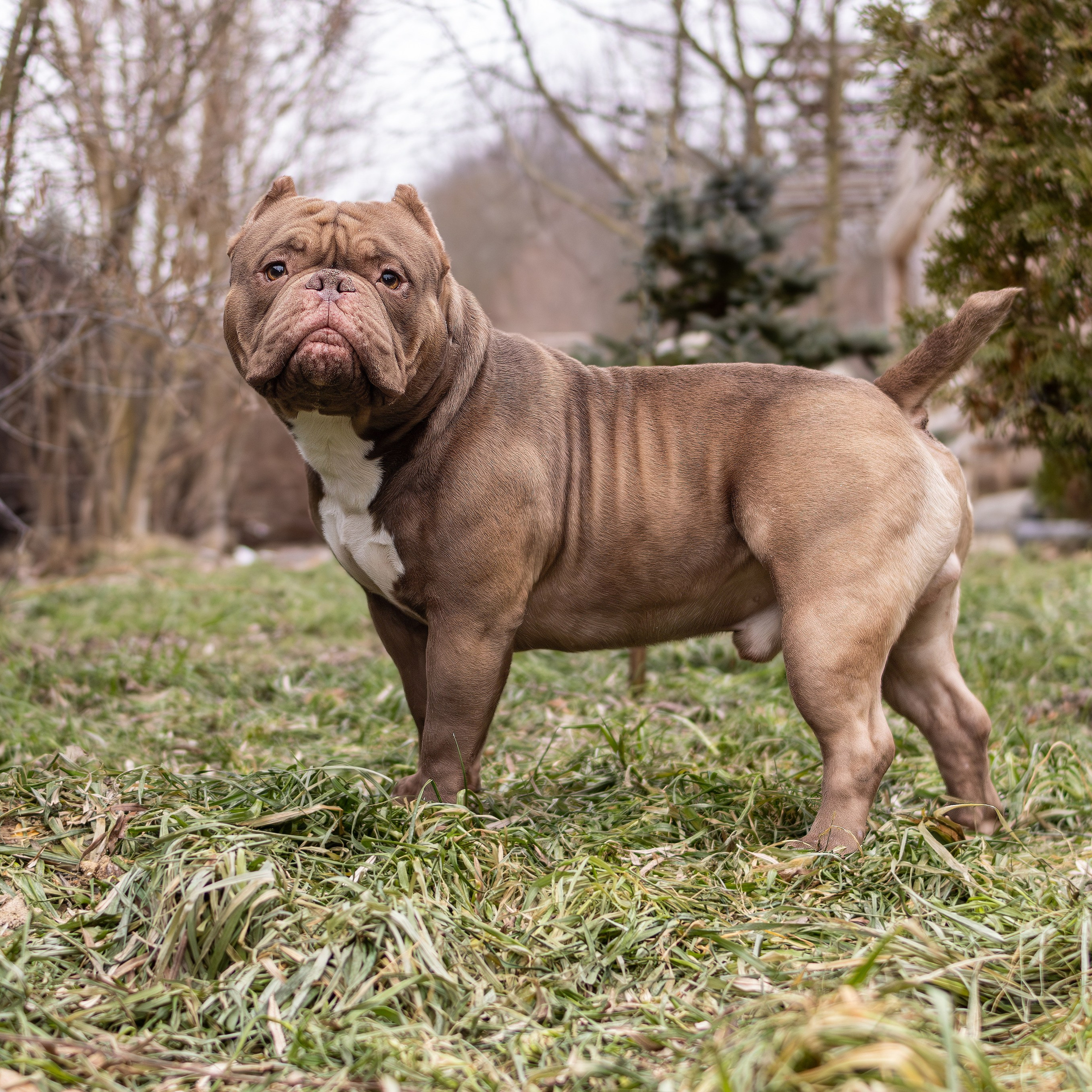 Съемка животных