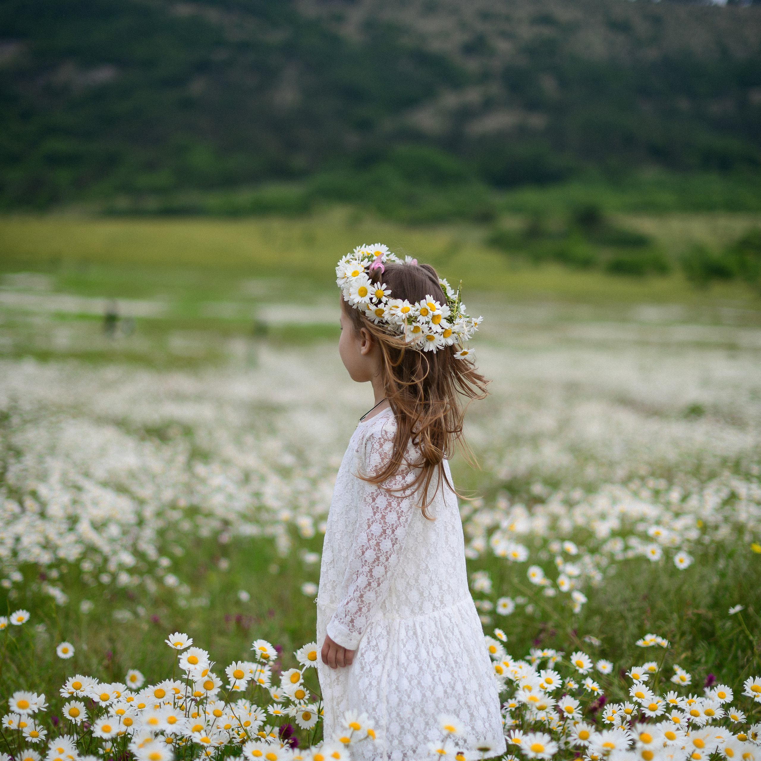 Ромашковые поля в Крыму