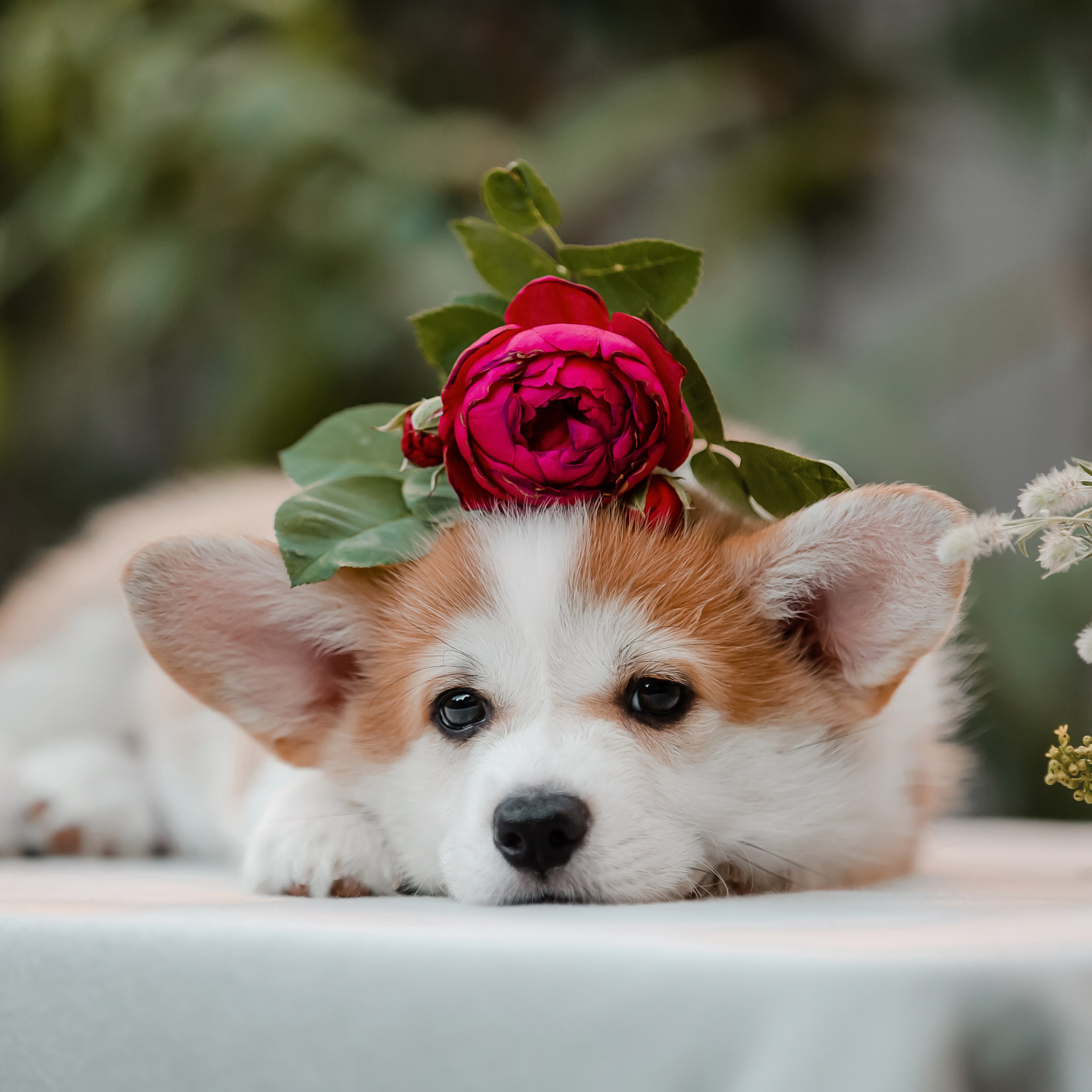 Корги в цветах