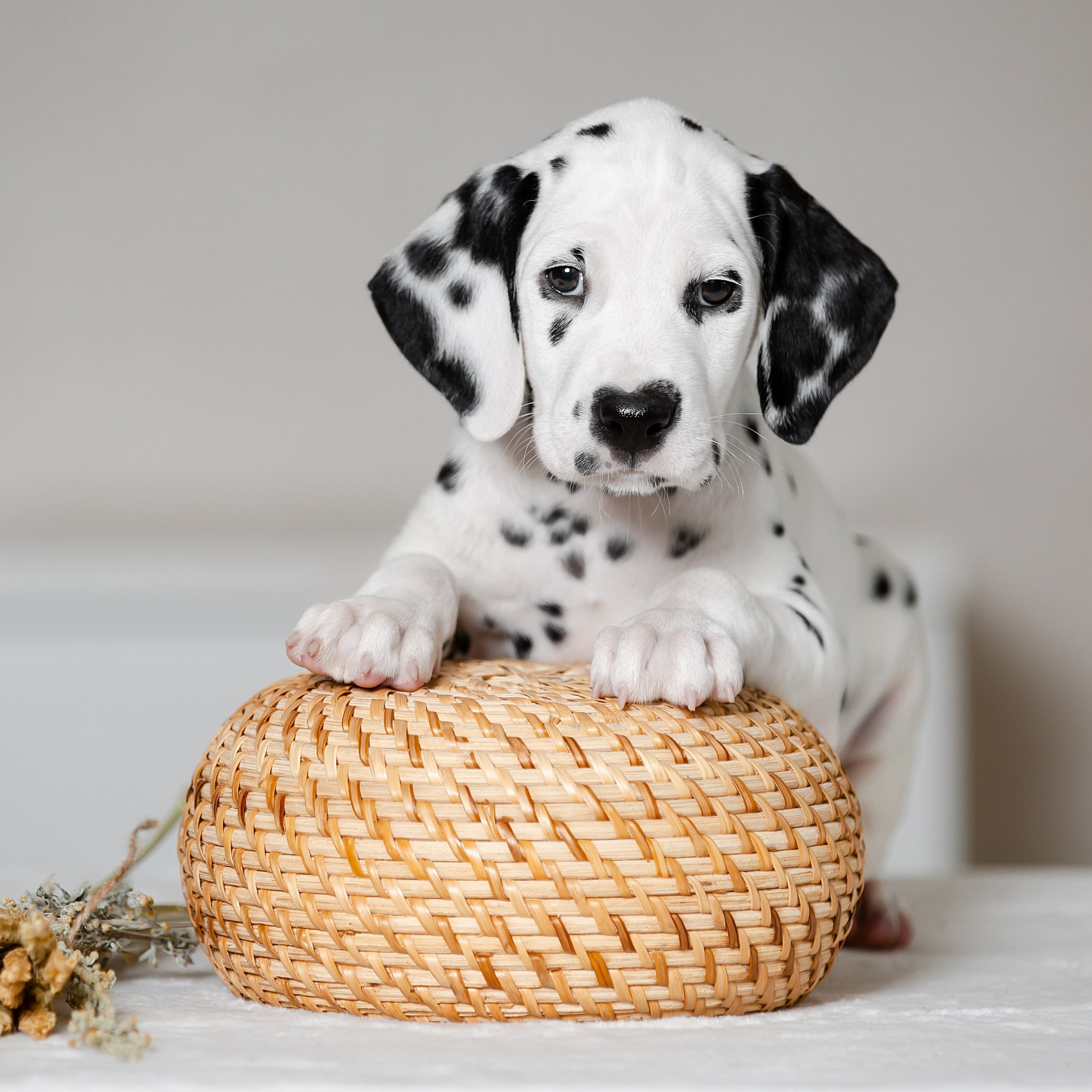 Соломенные псы