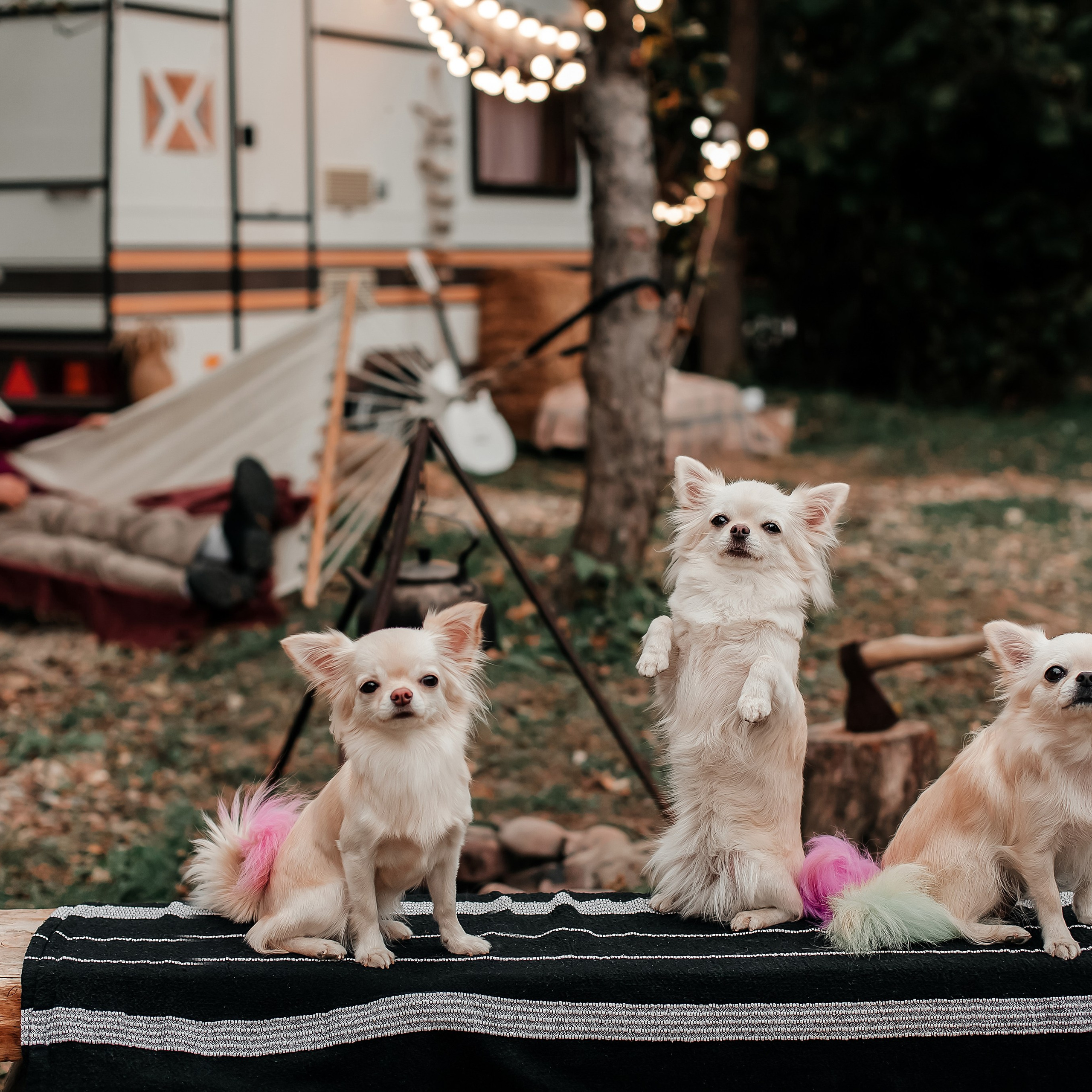 Счастливое семейство